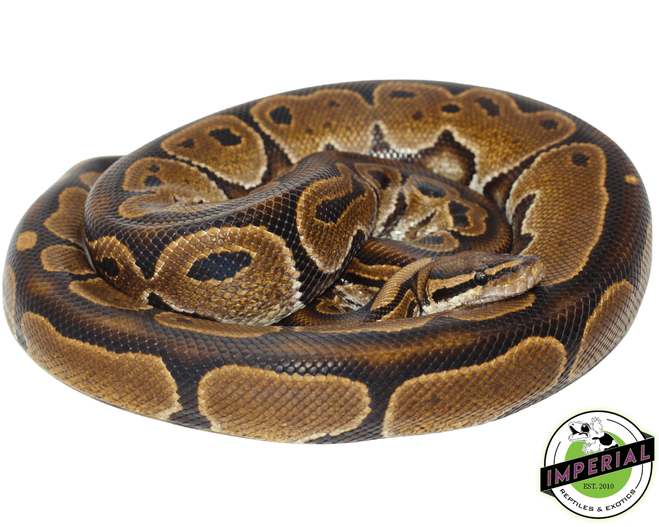 HRA Adult Ball Python LARGE PROVEN BREEDER