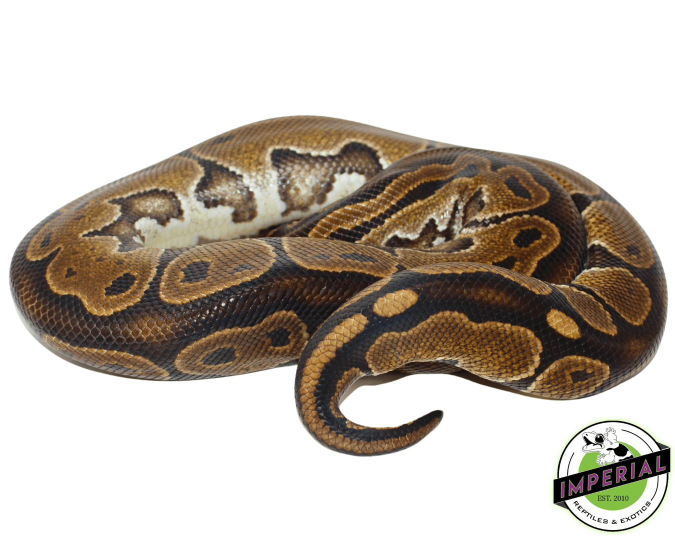 HRA Adult Ball Python LARGE PROVEN BREEDER — image 2