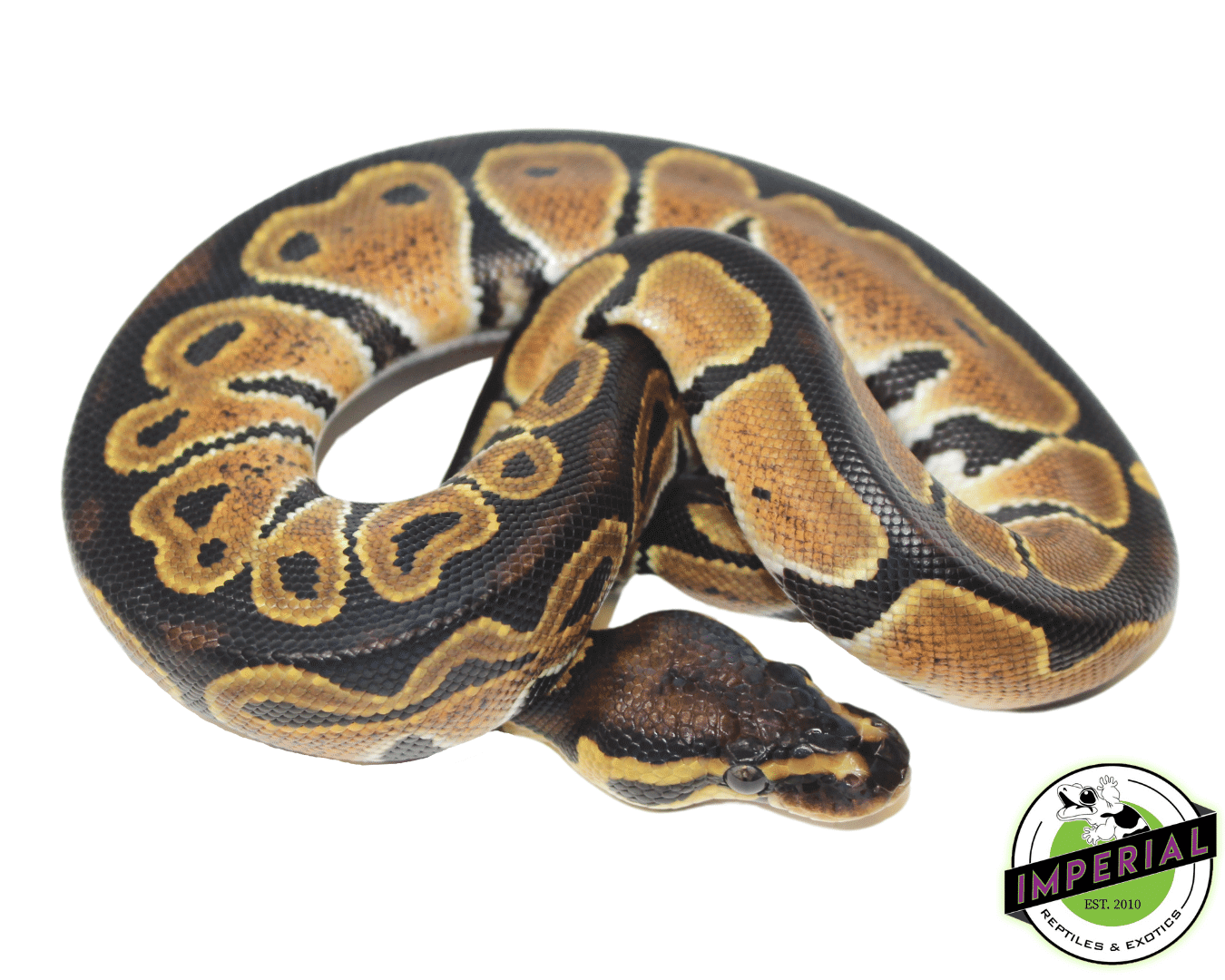 HRA Ball Python