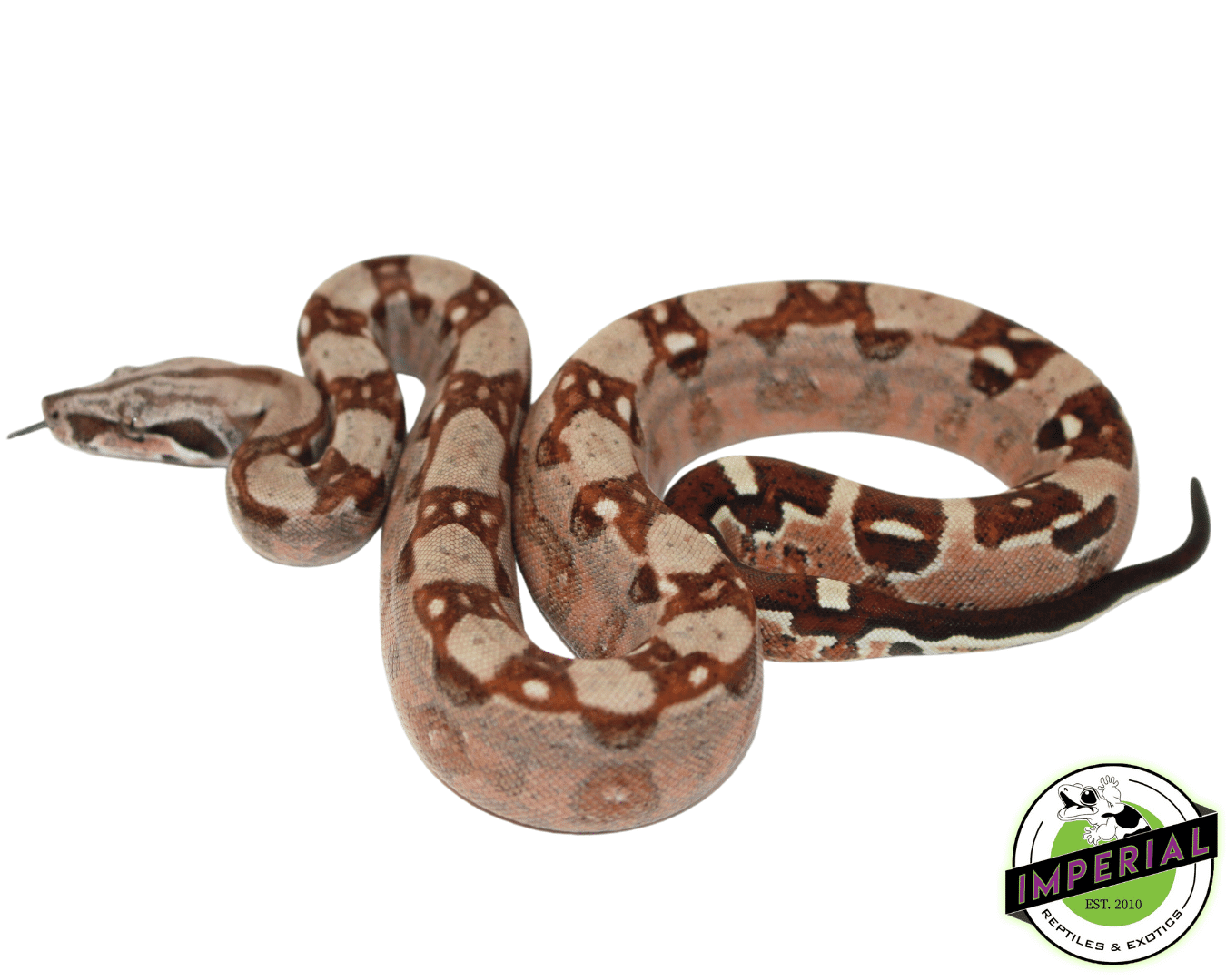 Hypo Aztec Boa Baby — image 2