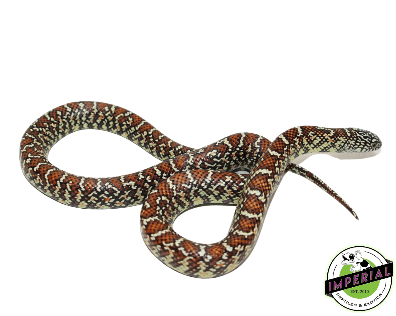 Hypo Brooks Kingsnake Baby