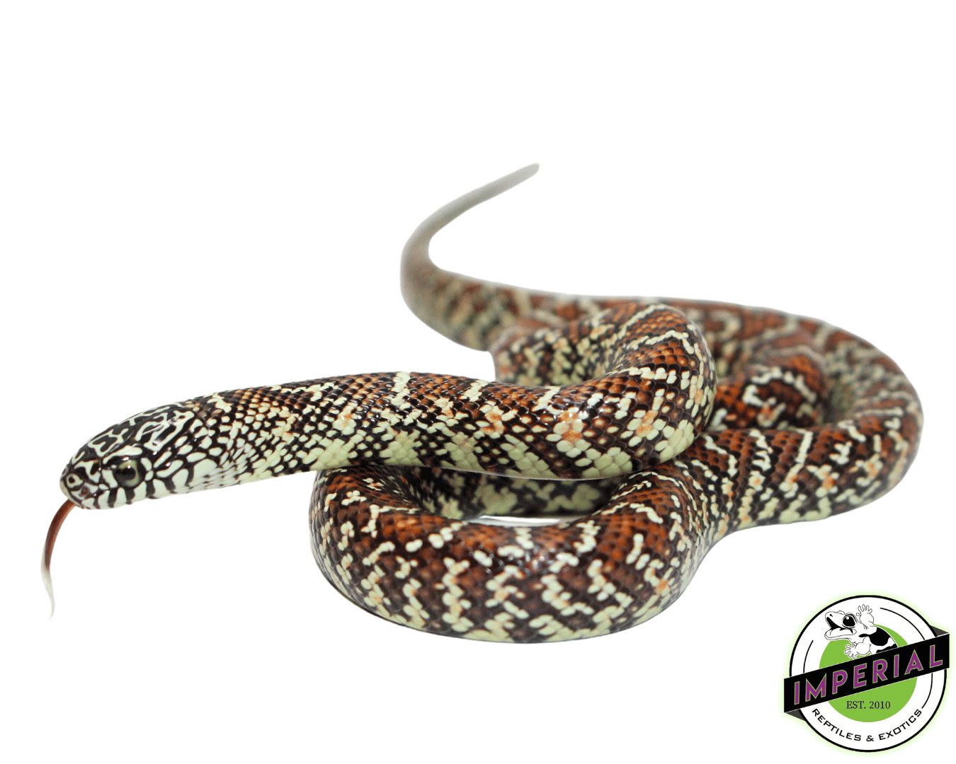 Hypo Brooks Kingsnake Baby — image 2