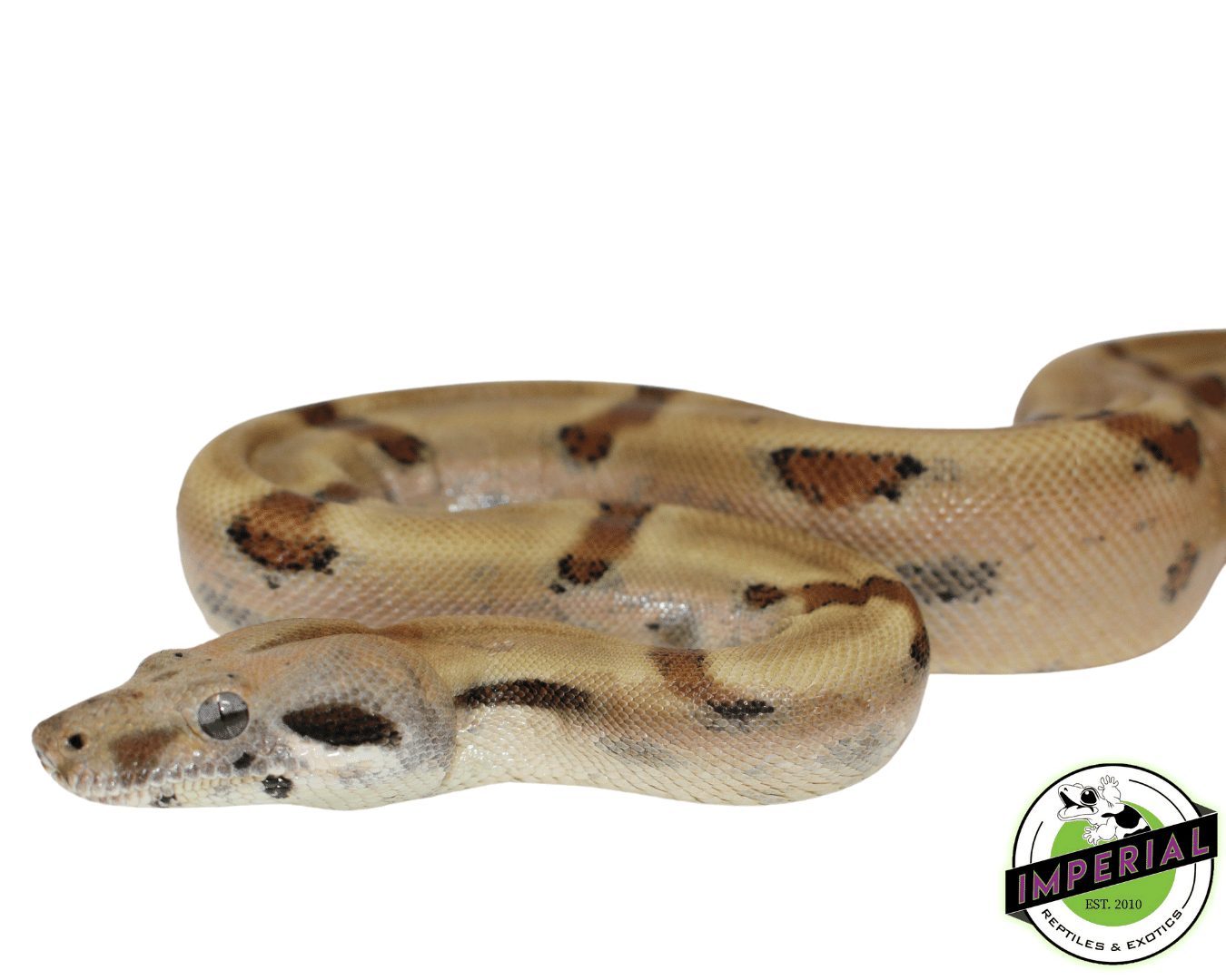 Hypo Colombian Boa — image 2
