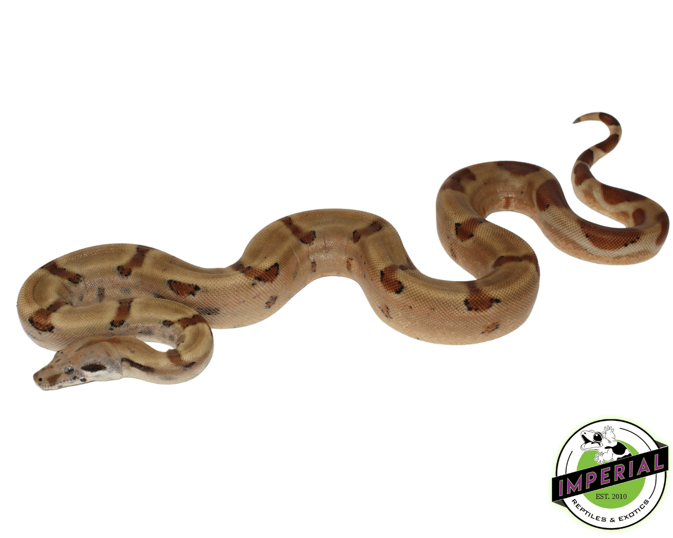 Hypo Colombian Boa