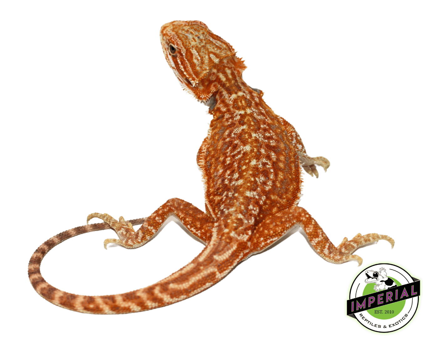 Hypo Hi-Pink Genetic Stripe Bearded Dragon — image 2