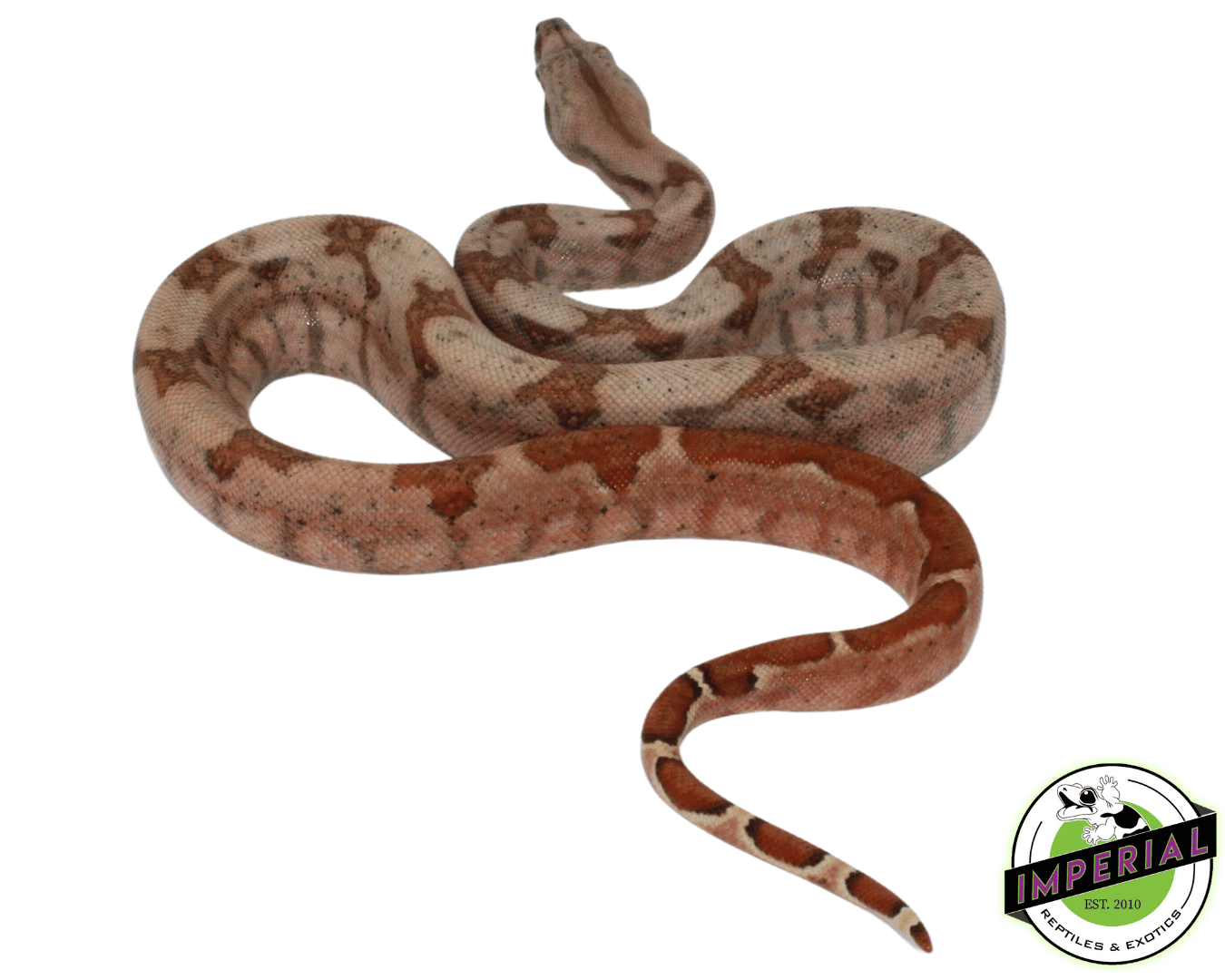 Hypo Hog Island Boa Baby — image 2