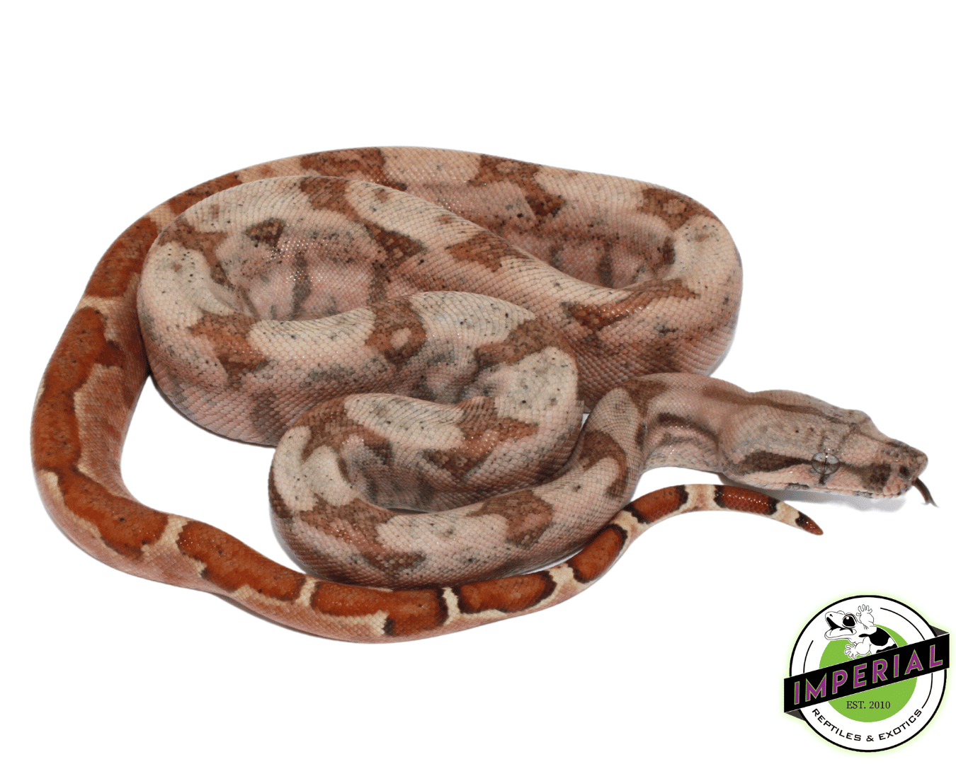 Hypo Hog Island Boa Baby