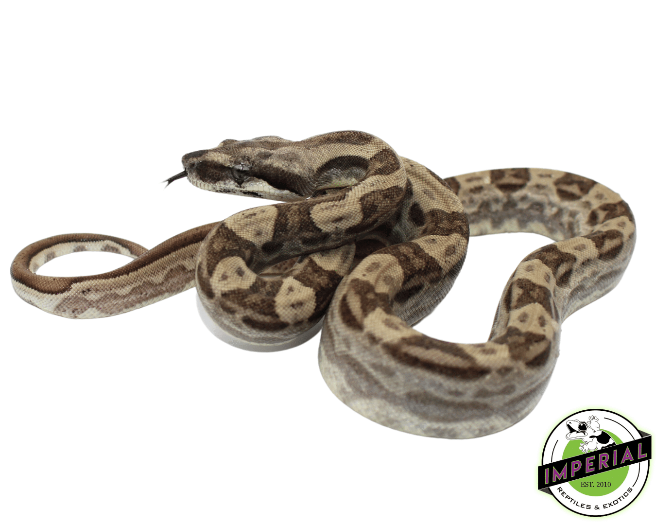 Hypo Motley Colombian Boa Baby