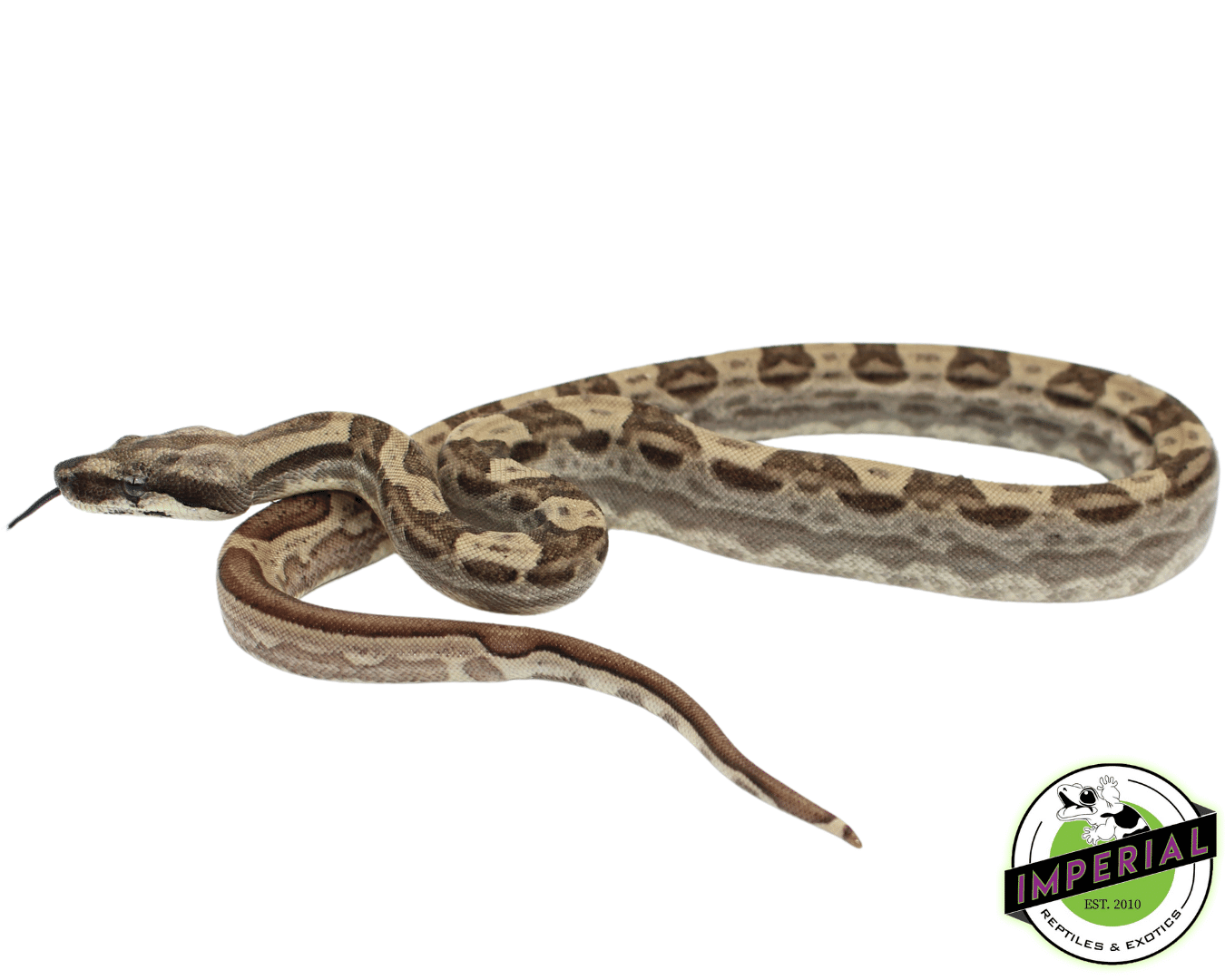 Hypo Motley Colombian Boa Baby — image 2