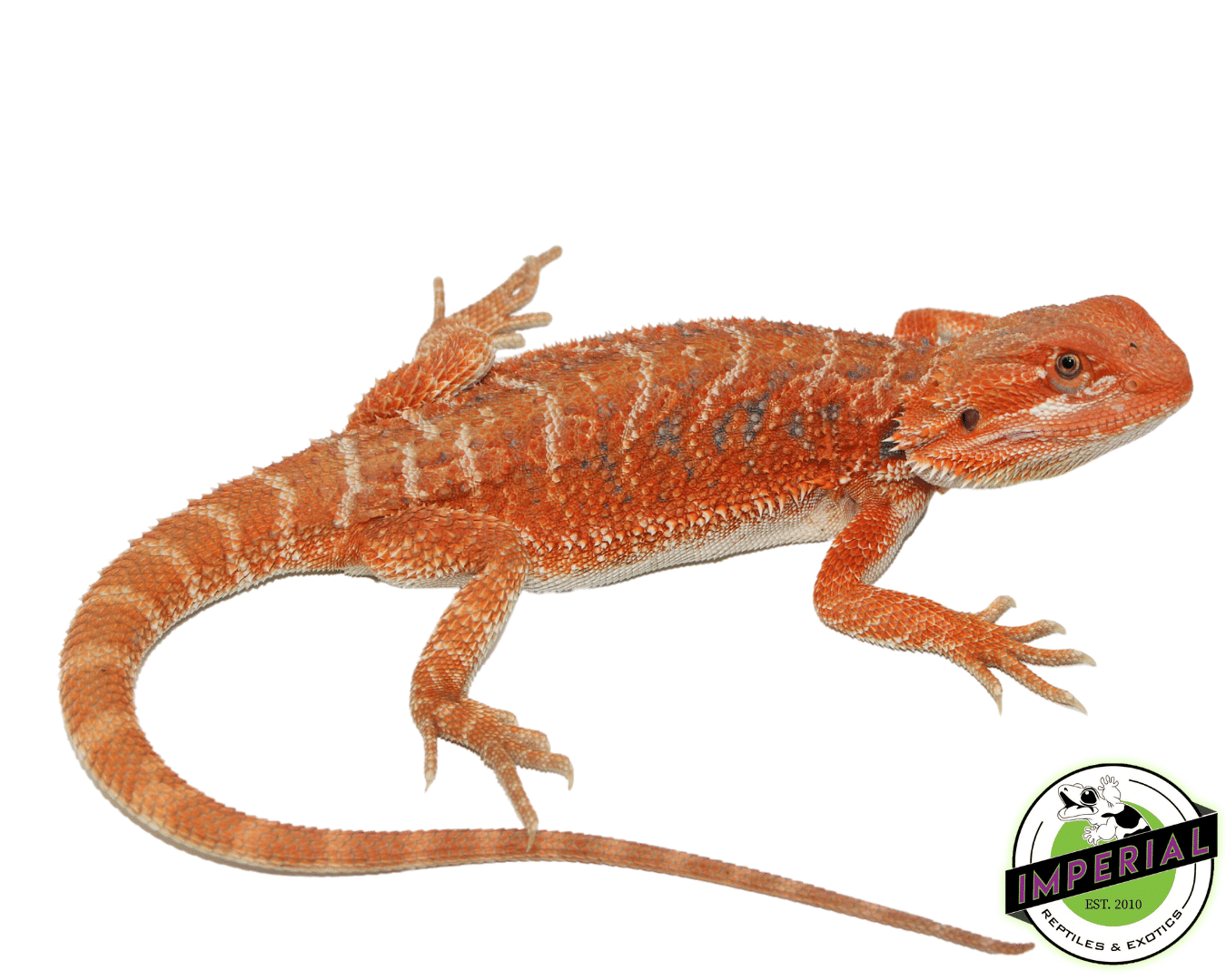Hypo Peaches Bearded Dragon Female (#61523-04)