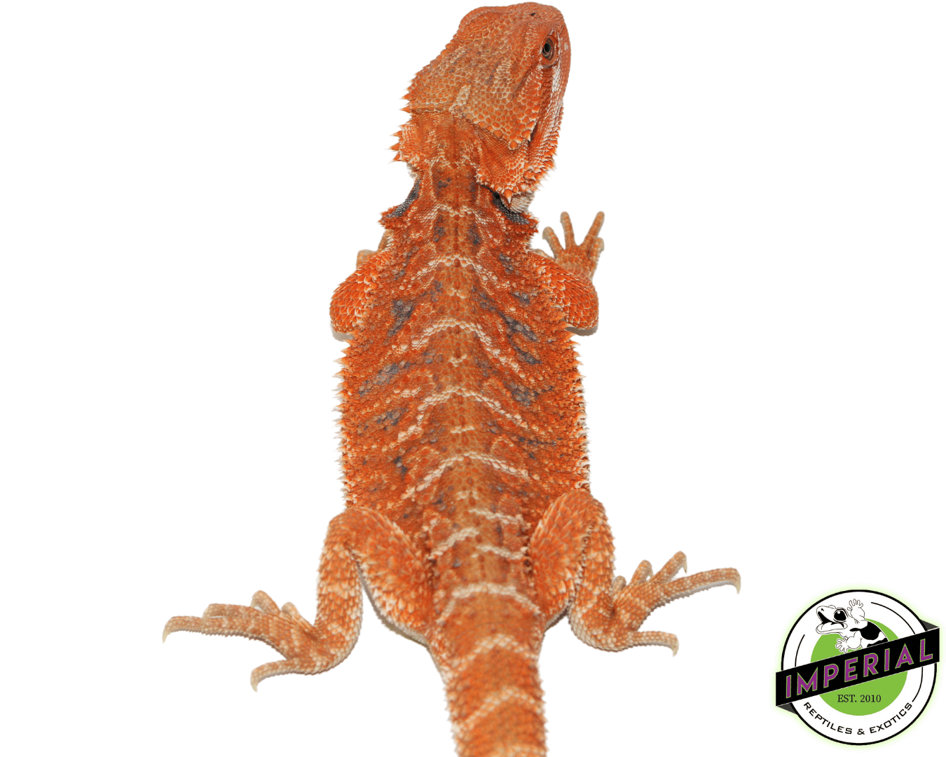 Hypo Peaches Bearded Dragon Female (#61523-04) — image 2