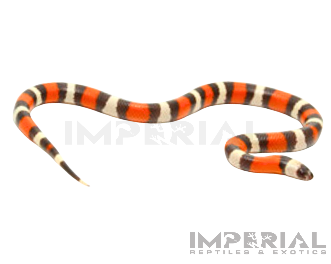 Hypo Pueblan Milk Snake Baby — image 2