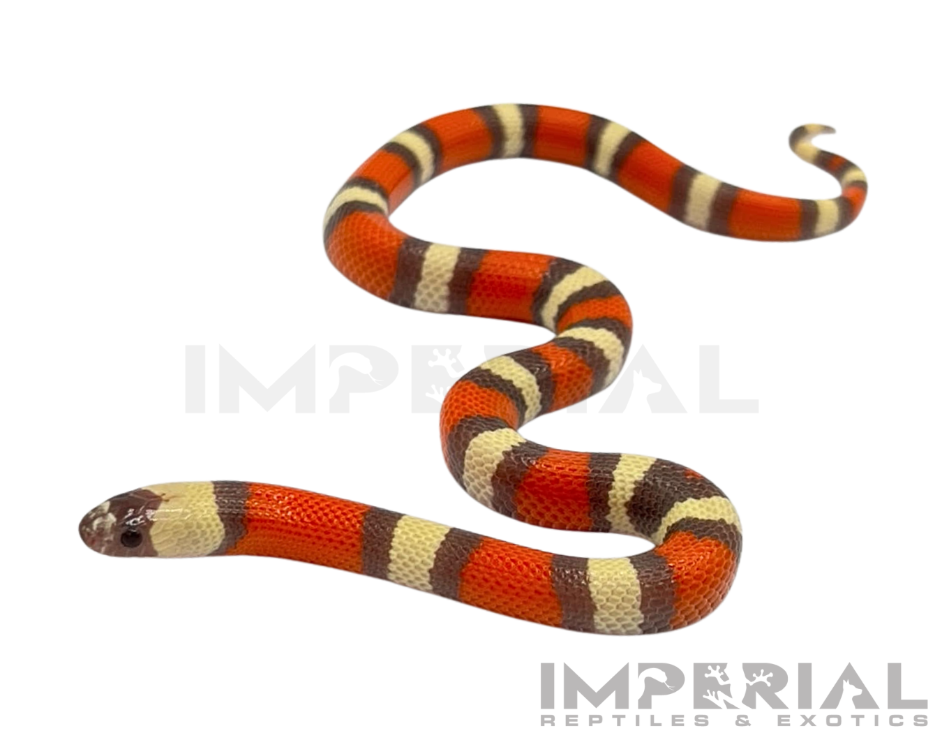 Hypo Pueblan Milk Snake Baby