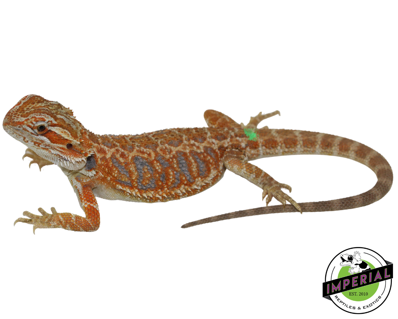 Hypo Red Tiger Bearded Dragon