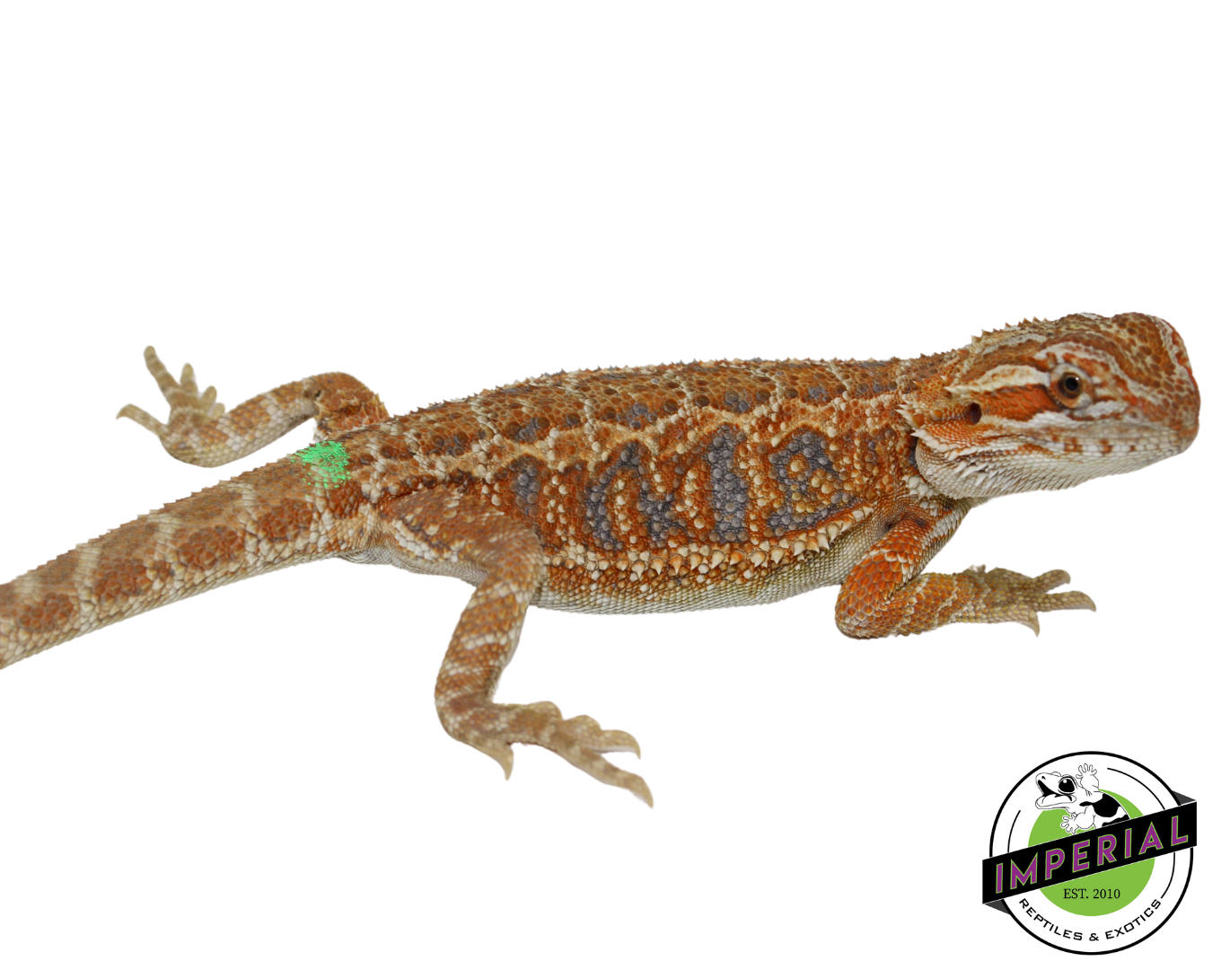 Hypo Red Tiger Bearded Dragon — image 2