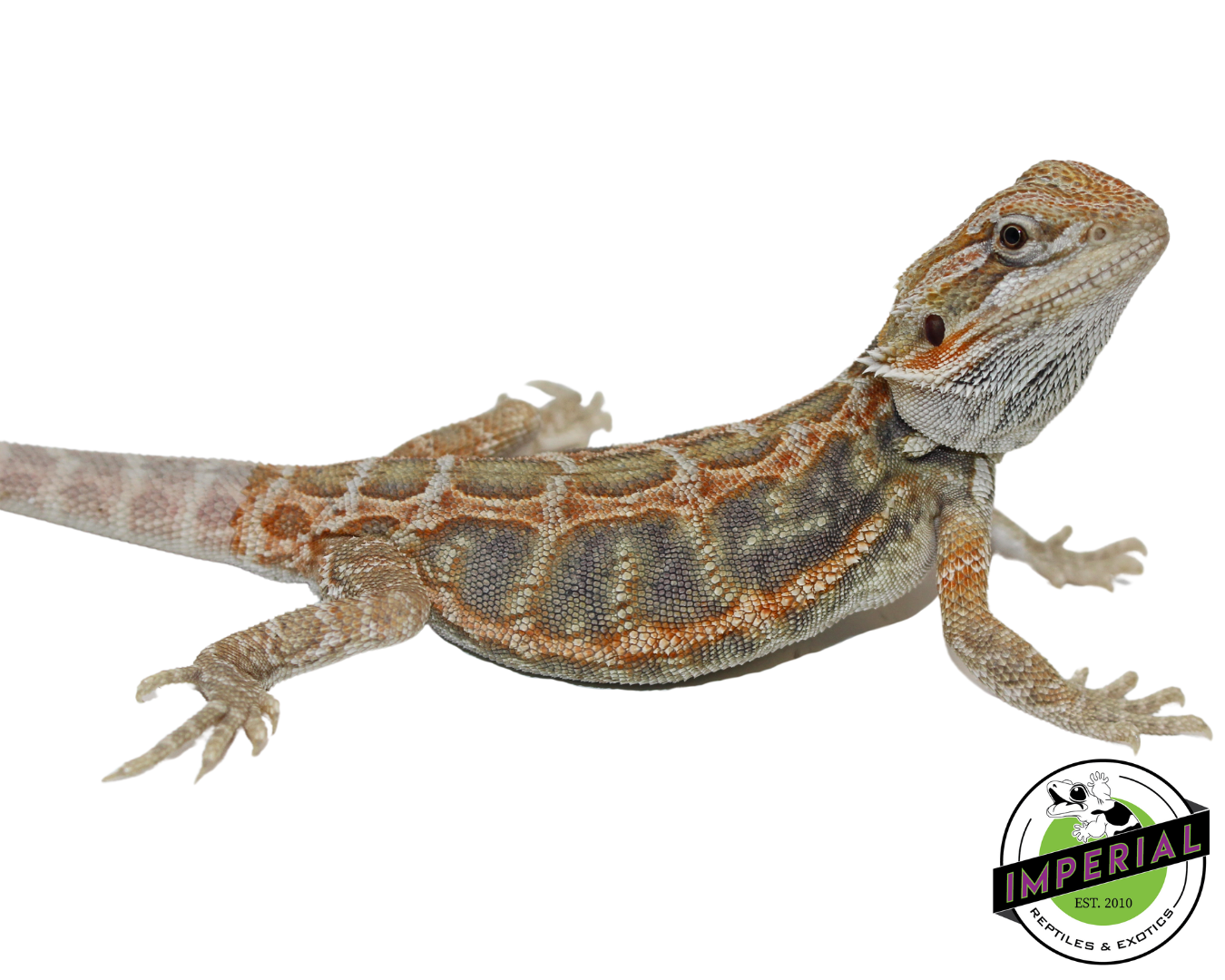 Hypo Red Tiger Bearded Dragon — image 3
