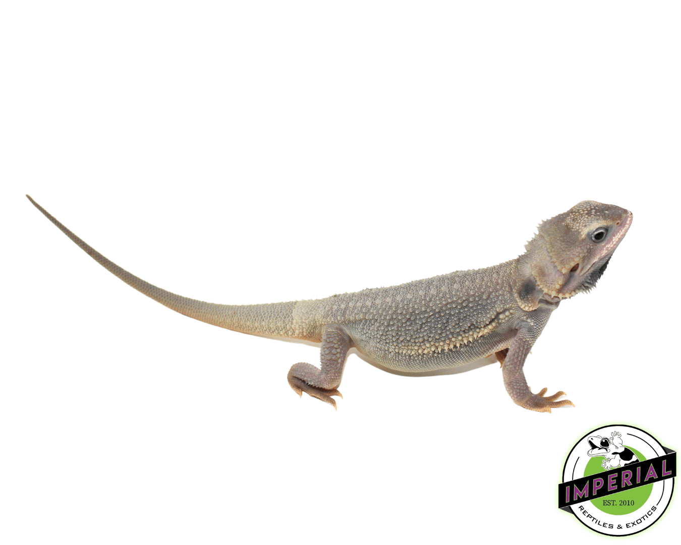Hypo Translucent Zero Bearded Dragon Sub-Adult Male — image 2