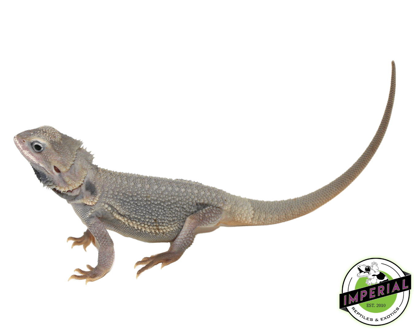 Hypo Translucent Zero Bearded Dragon Sub-Adult Male