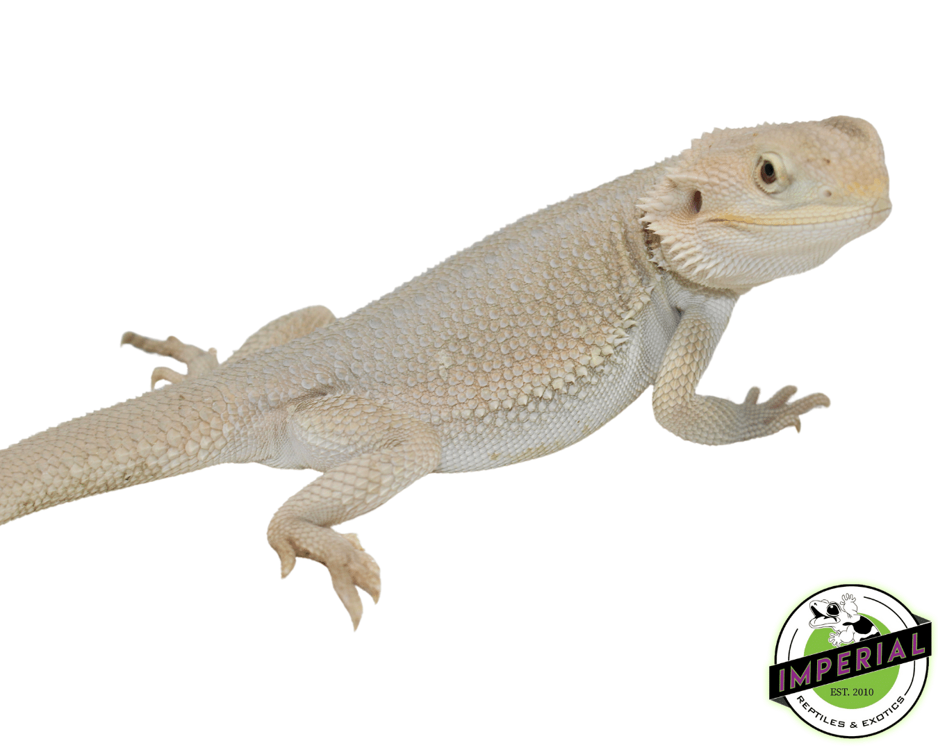 Hypo Witblits Bearded Dragon — image 2