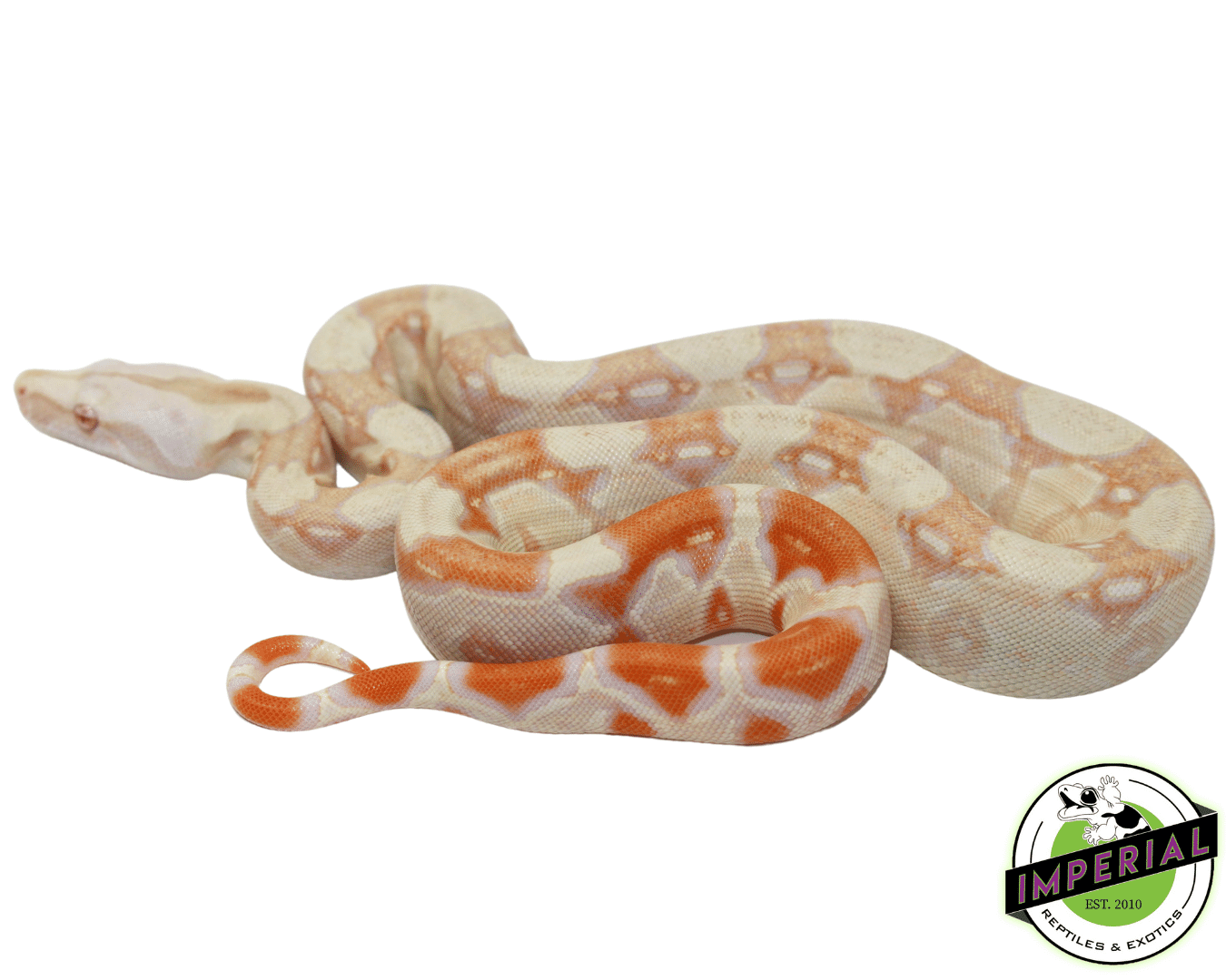 IMG Albino (Kahl) Boa Baby — image 2
