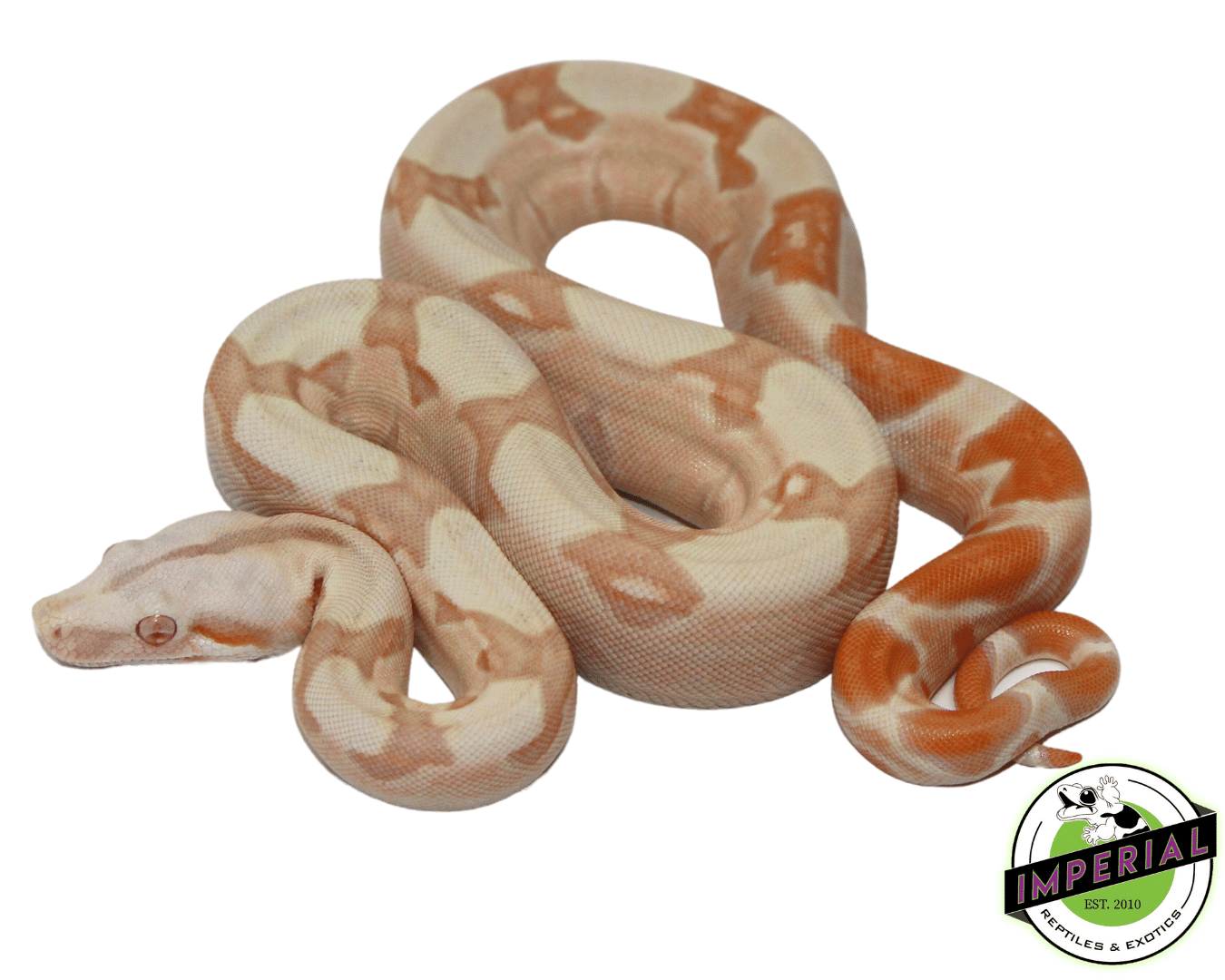 IMG Sunglow Boa Baby Male (#61423-01)