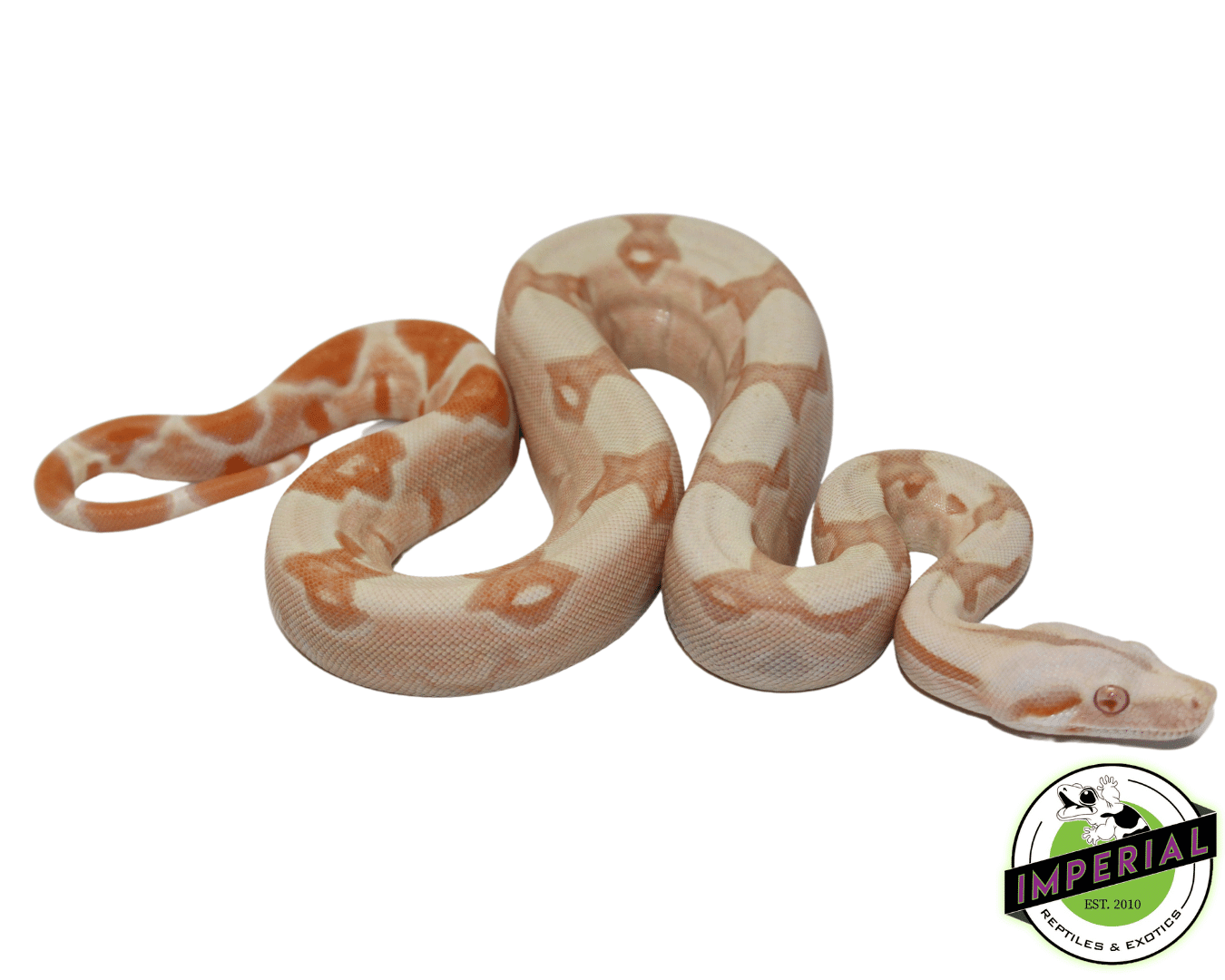 IMG Sunglow Boa Baby Male (#61423-01) — image 2
