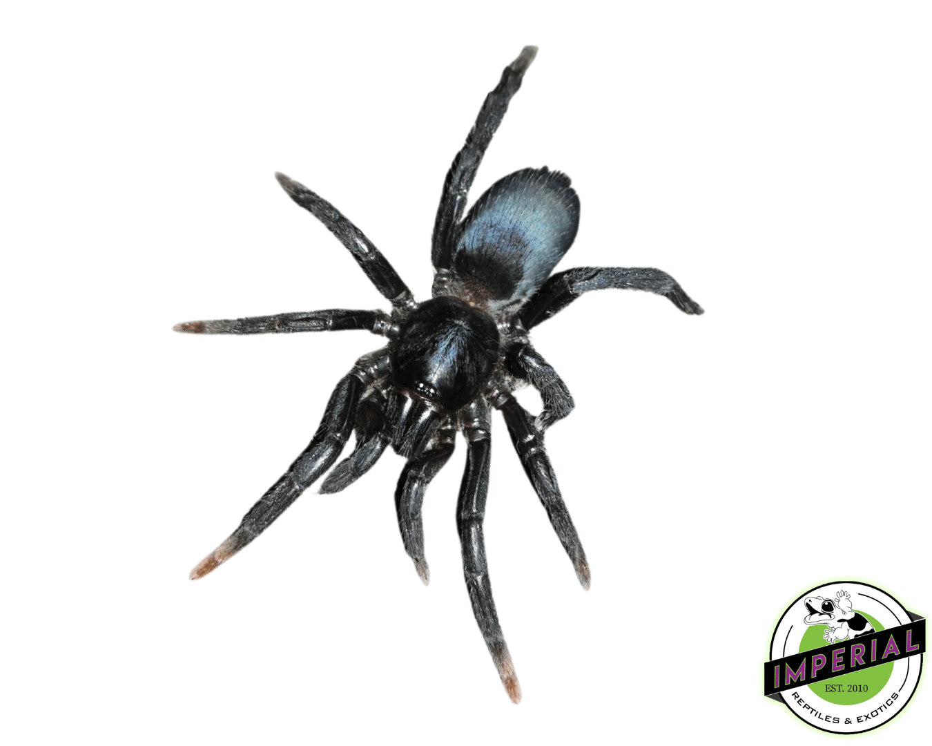 Indian Blue Dwarf Tarantula