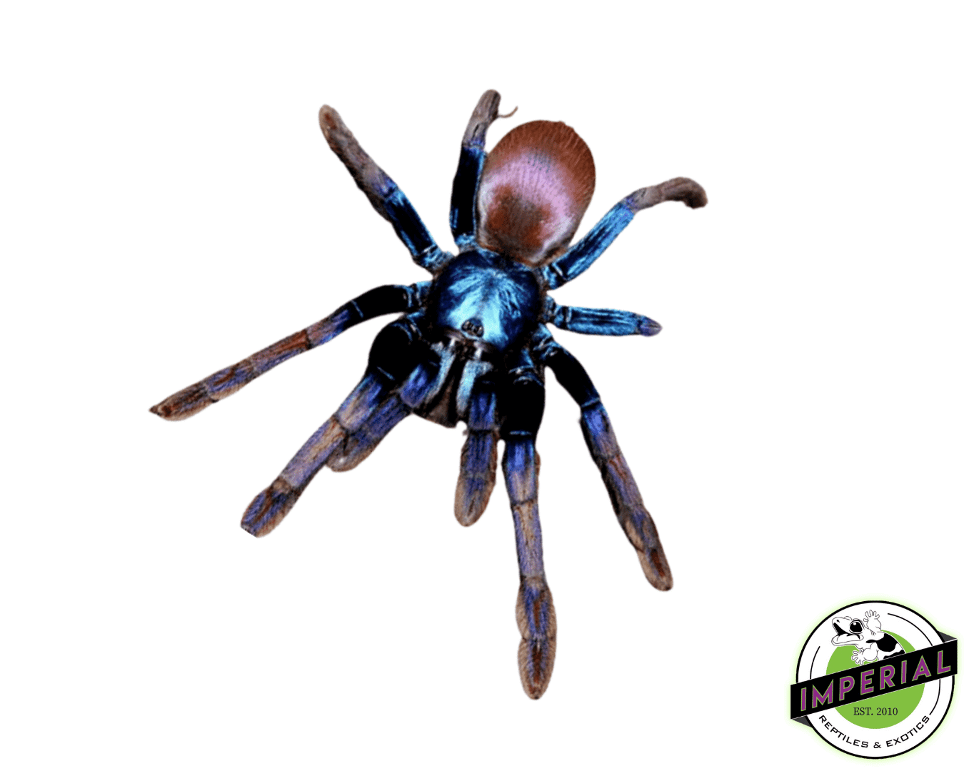 Indian Rainbow aka LSD Earth-Tiger Tarantula (Haploclastus devamatha) Female