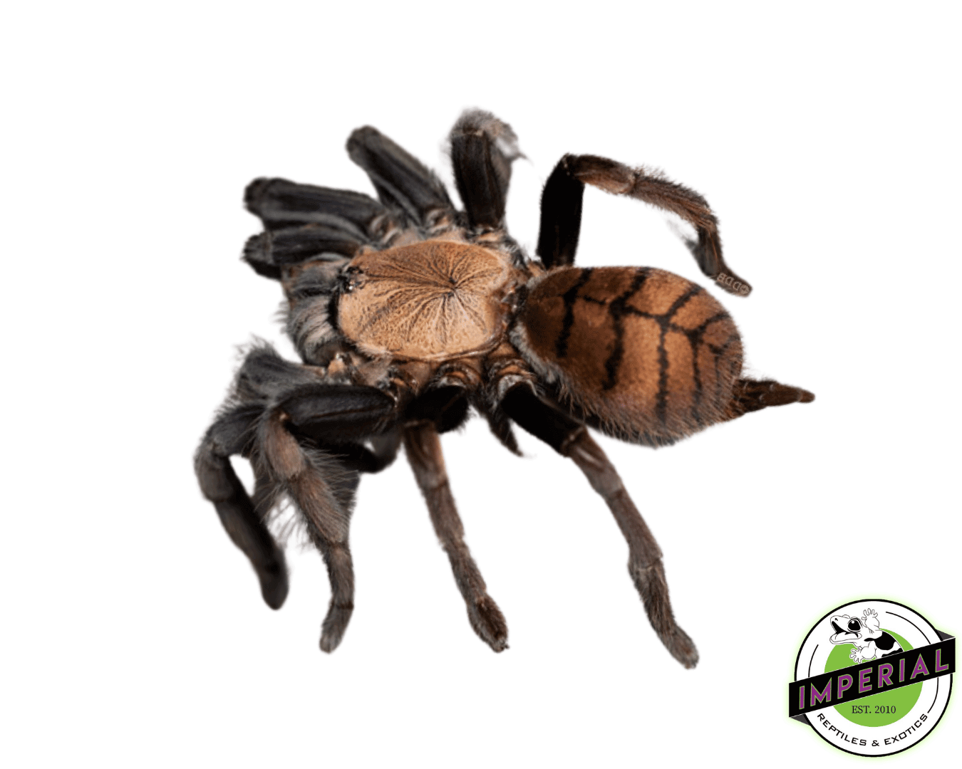 Indian Violet Tarantula (Chilobrachys fimbriatus)