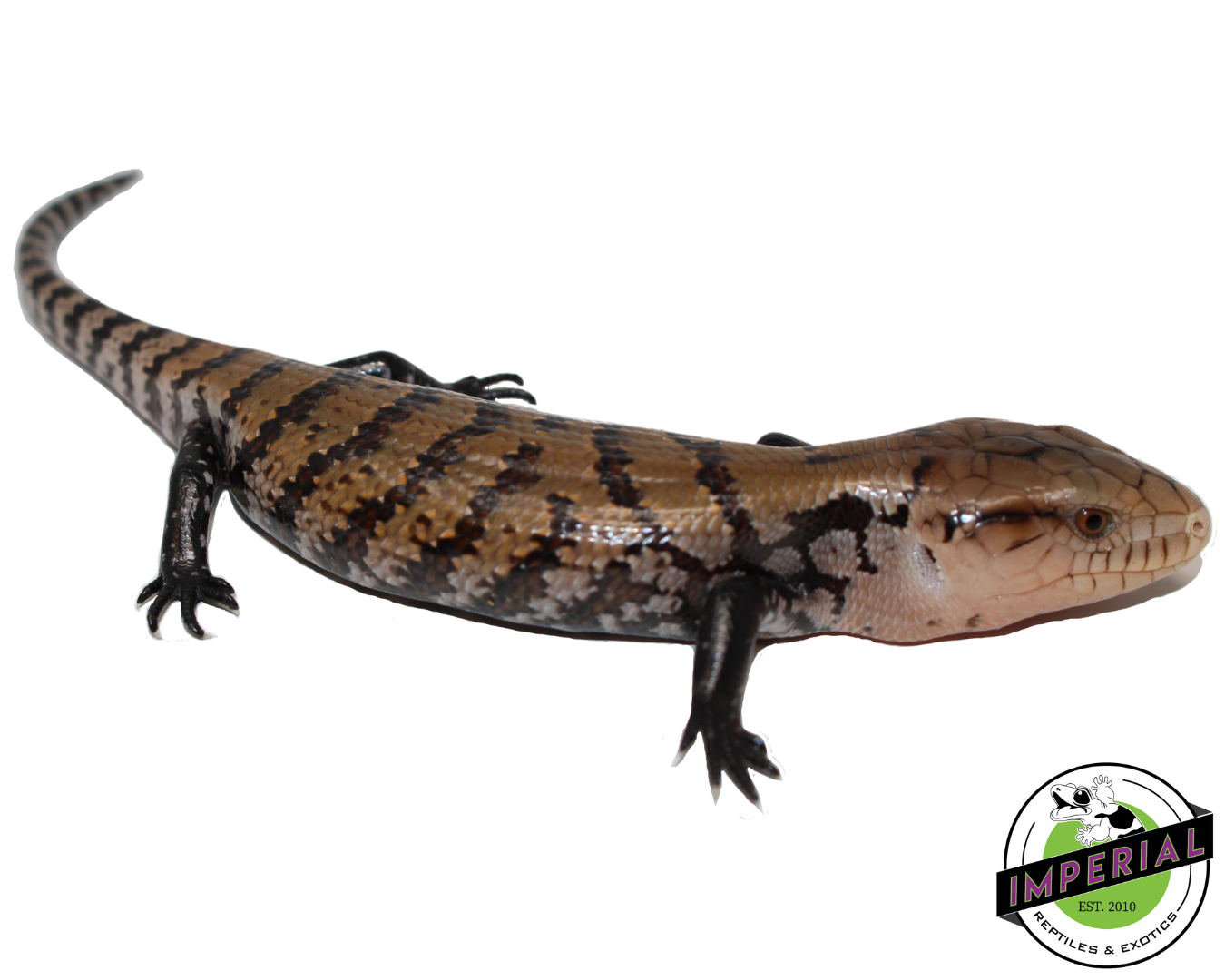 Indonesian Blue Tongue Skink Baby