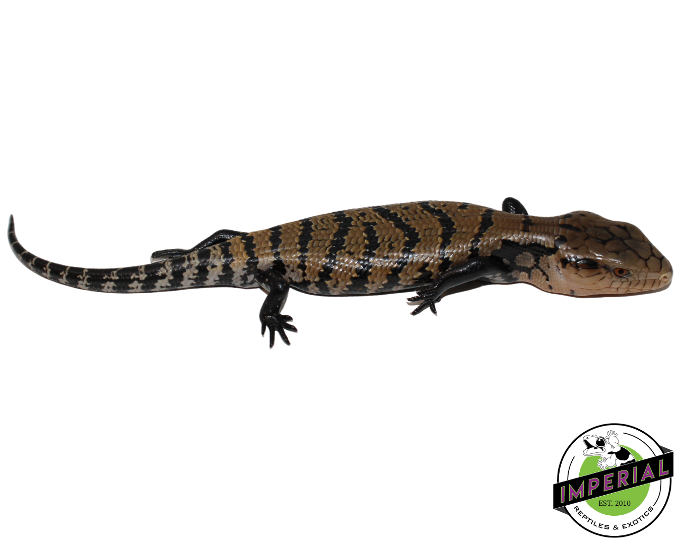 Indonesian Blue Tongue Skink Baby — image 3