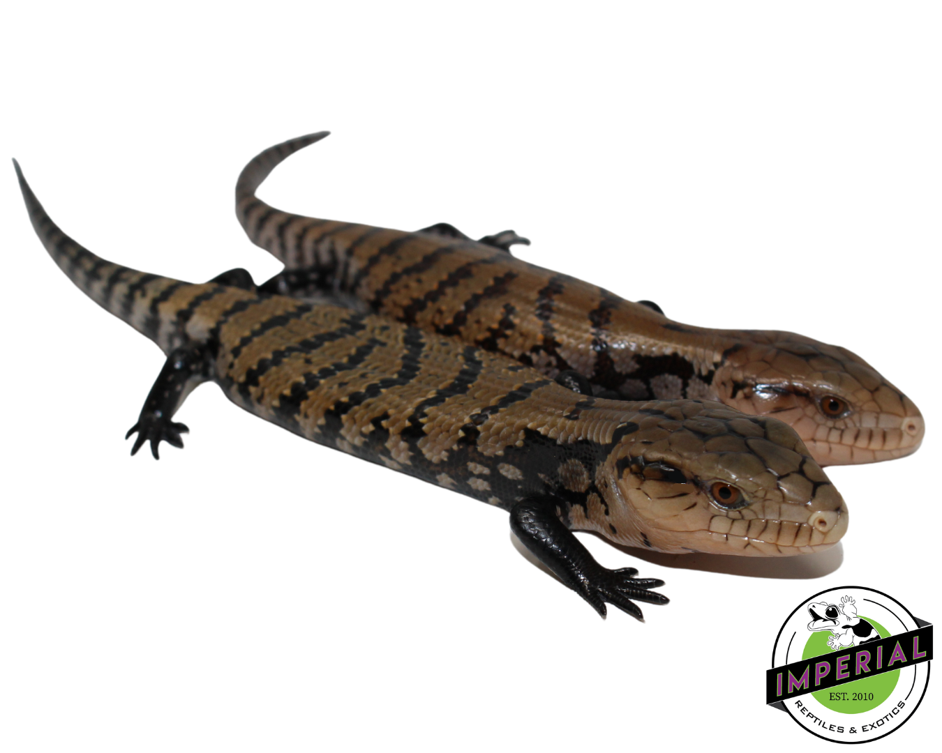 Indonesian Blue Tongue Skink Baby — image 2