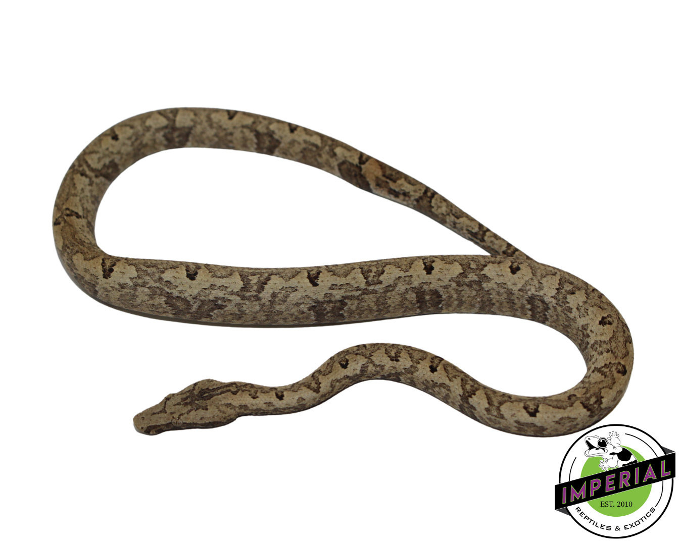 Indonesian Tree Boa — image 3