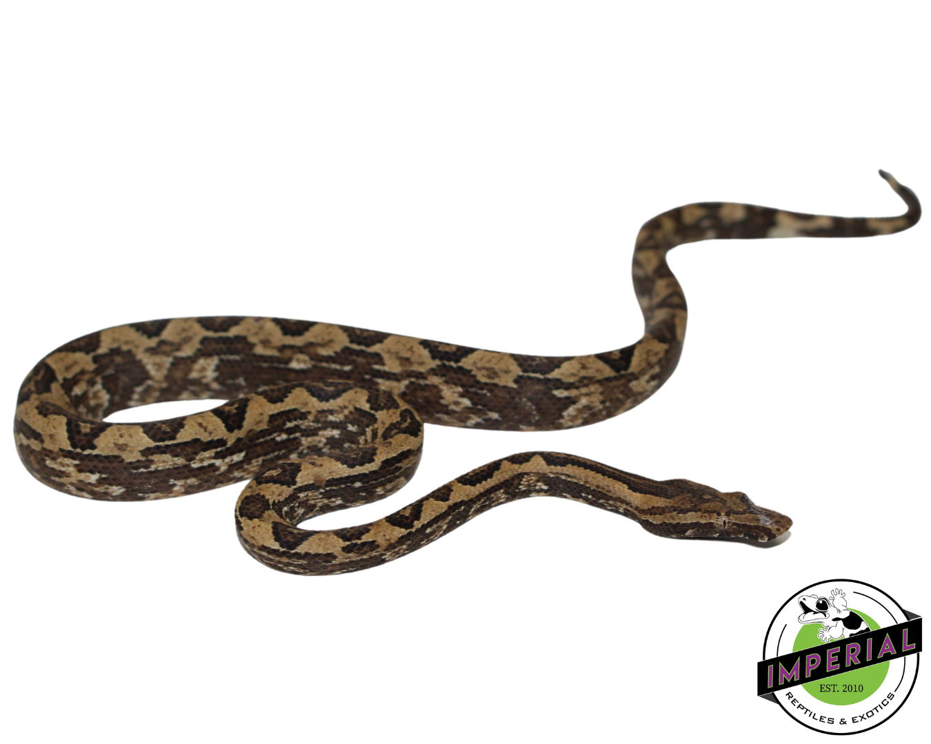 Indonesian Tree Boa