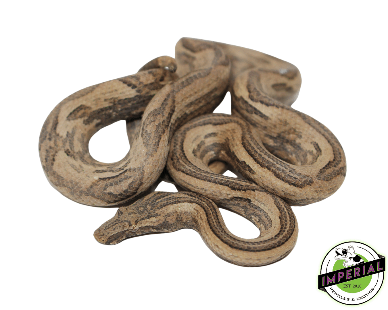 Indonesian Tree Boa — image 2