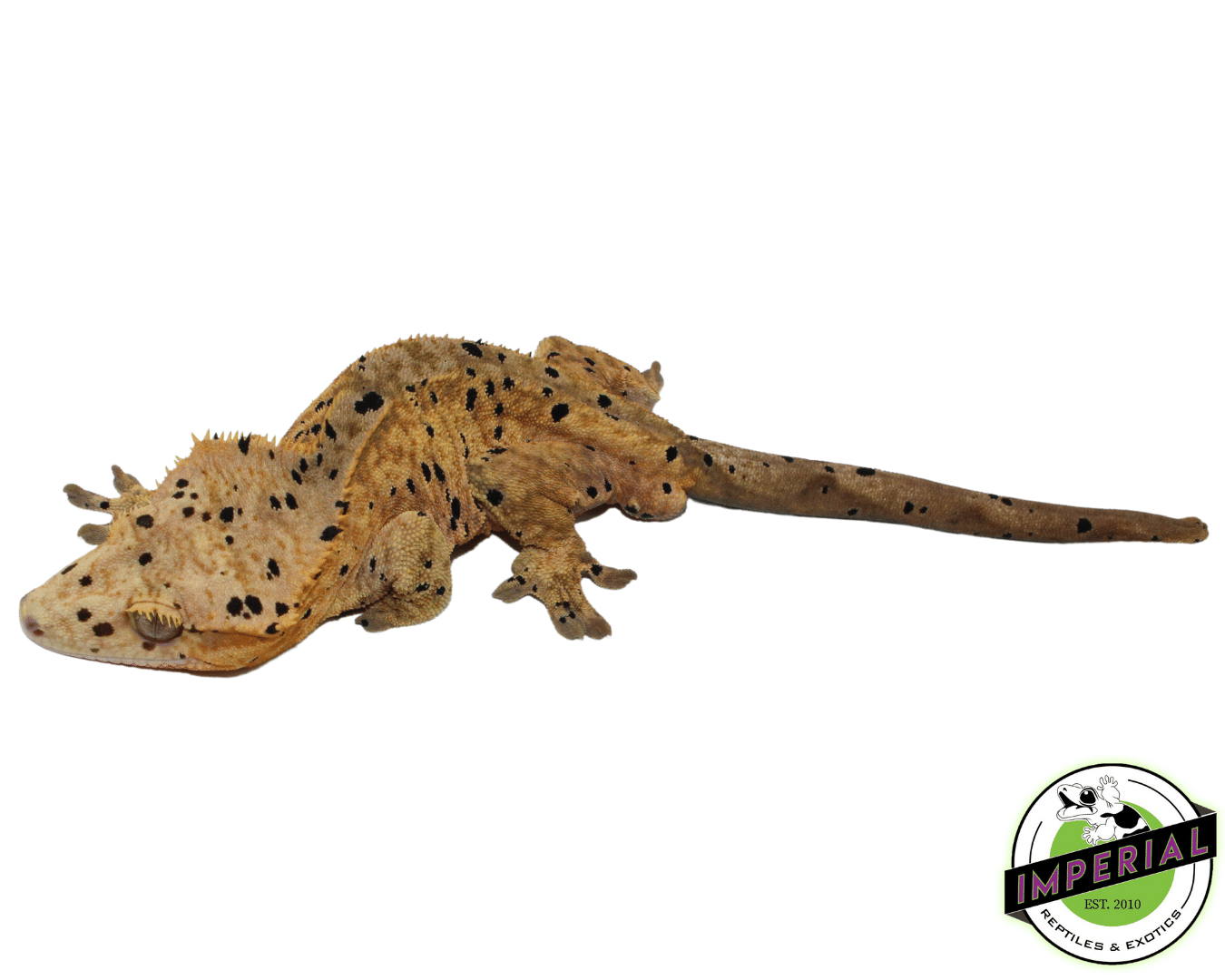 Ink Blotch Yellow Dalmatian Crested Gecko Male (#101223-I18) — image 2