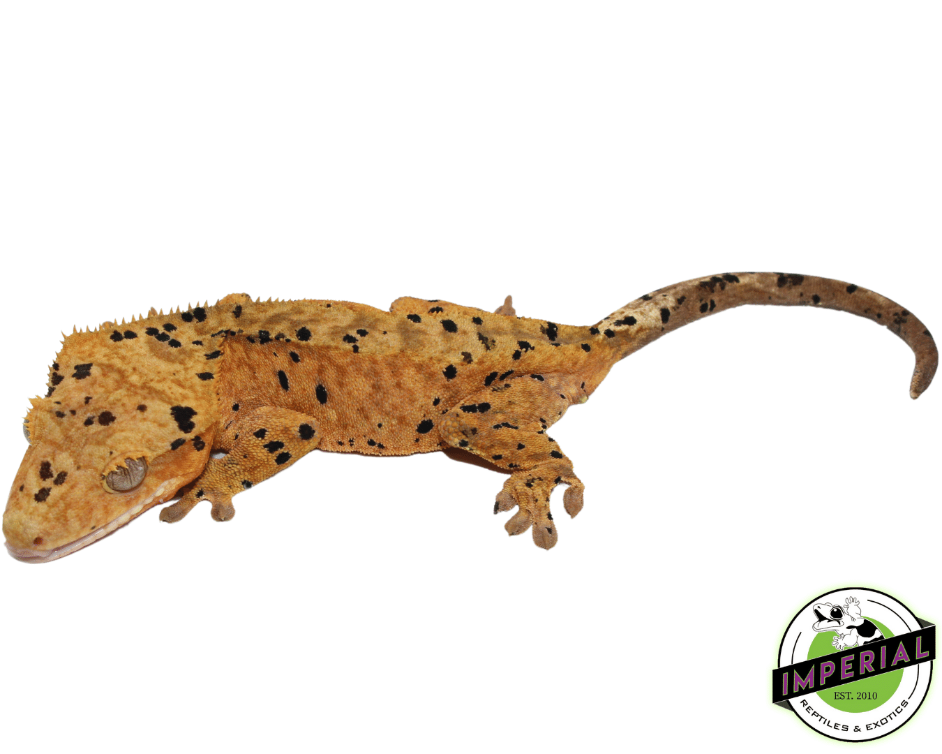 Ink Blotched Super Dalmatian w/ Orange Base Crested Gecko Young Adult Male (#101223-I11)