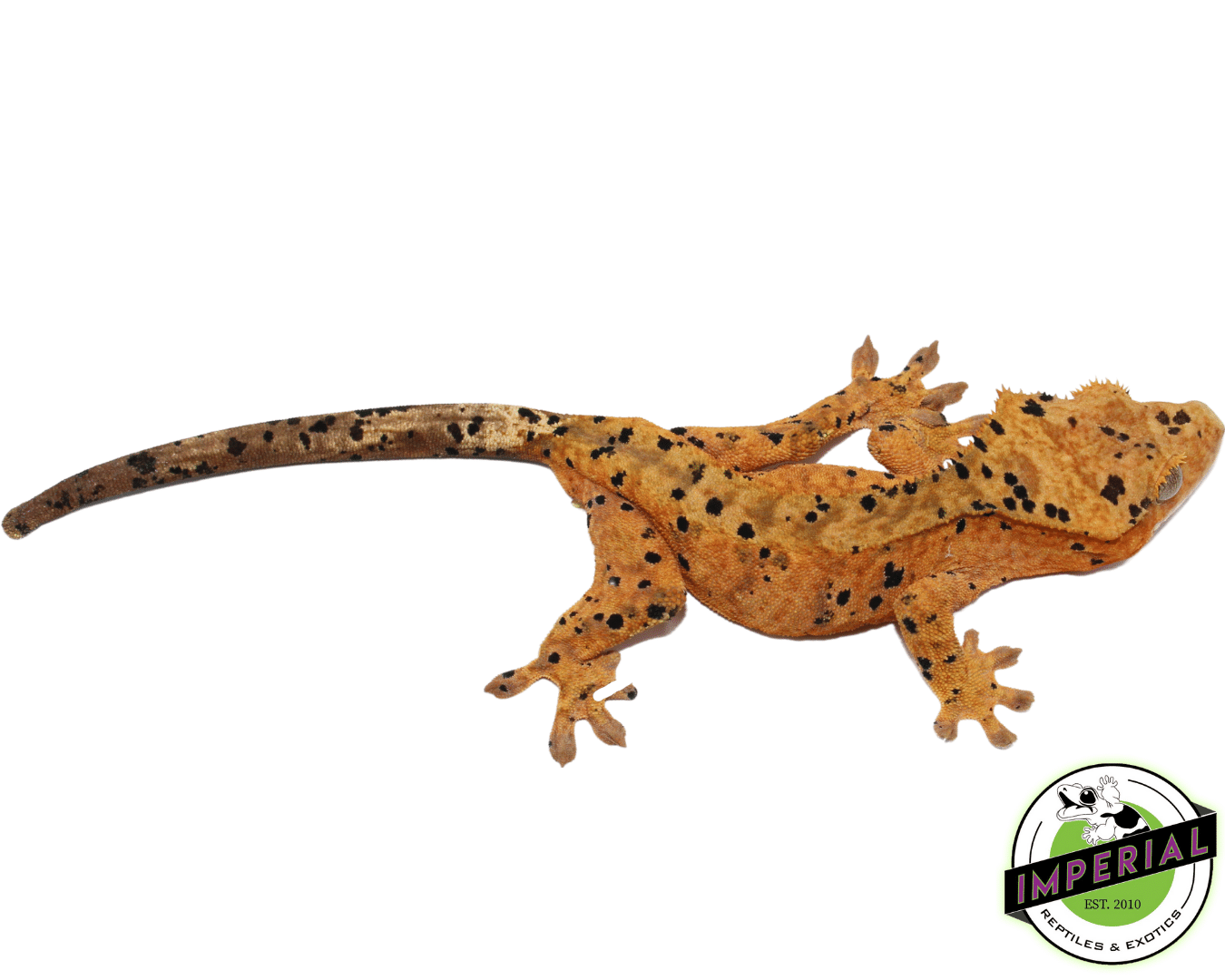 Ink Blotched Super Dalmatian w/ Orange Base Crested Gecko Young Adult Male (#101223-I11) — image 2