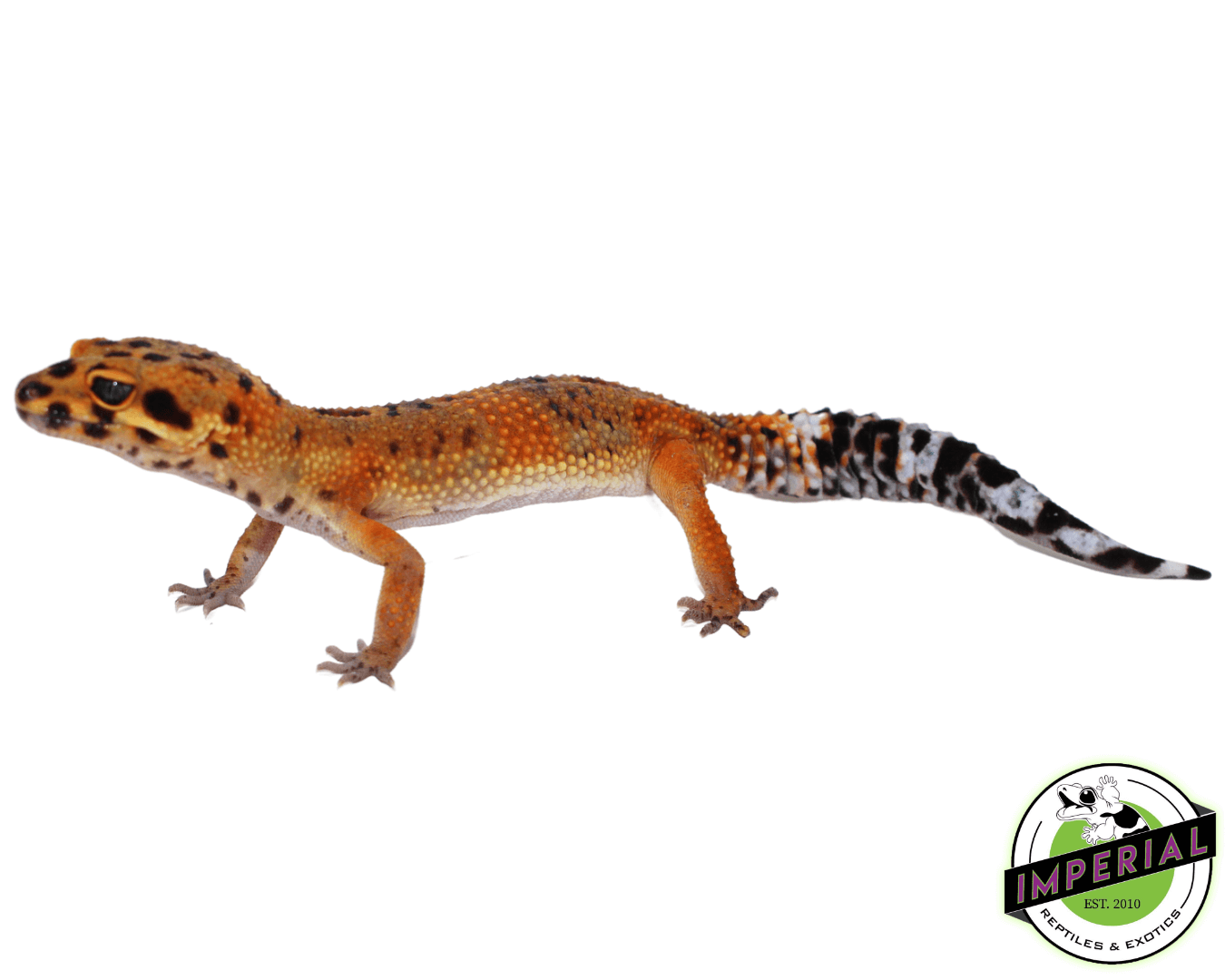 Ink Spot OG Tangerine Leopard Gecko Adult (#32323-06) — image 2