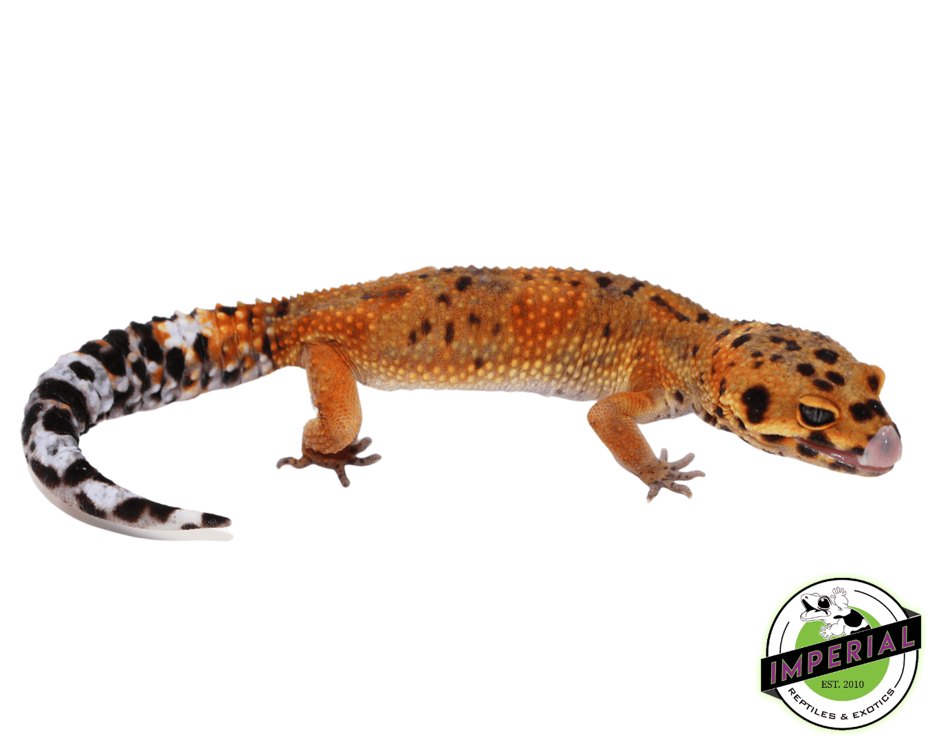 Ink Spot OG Tangerine Leopard Gecko Adult (#32323-06)
