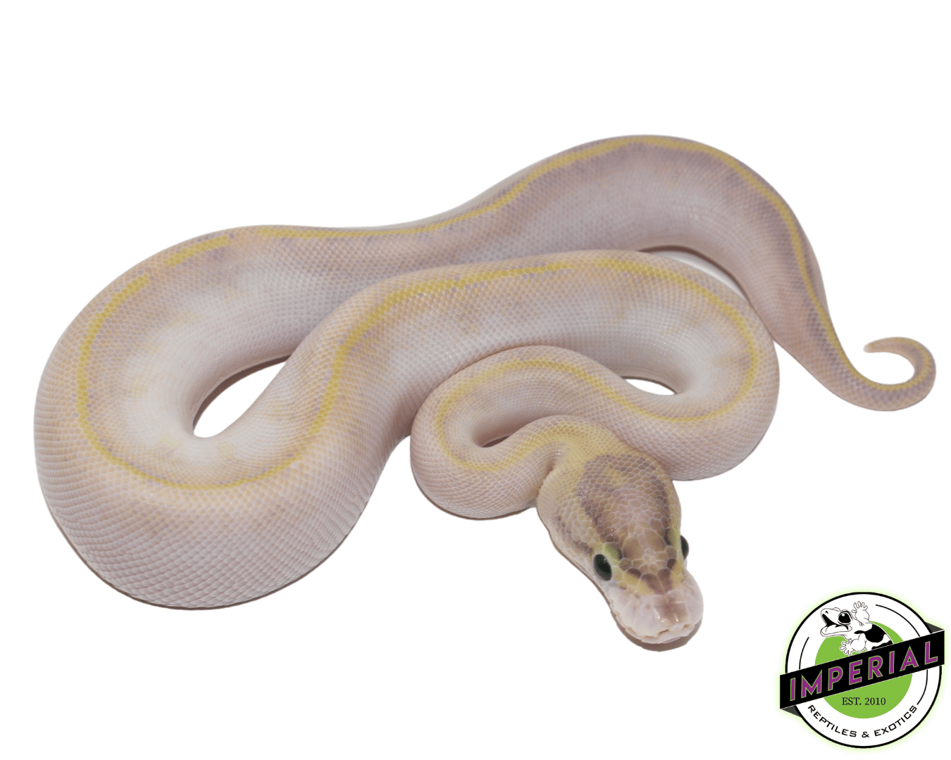 Ivory Ball Python