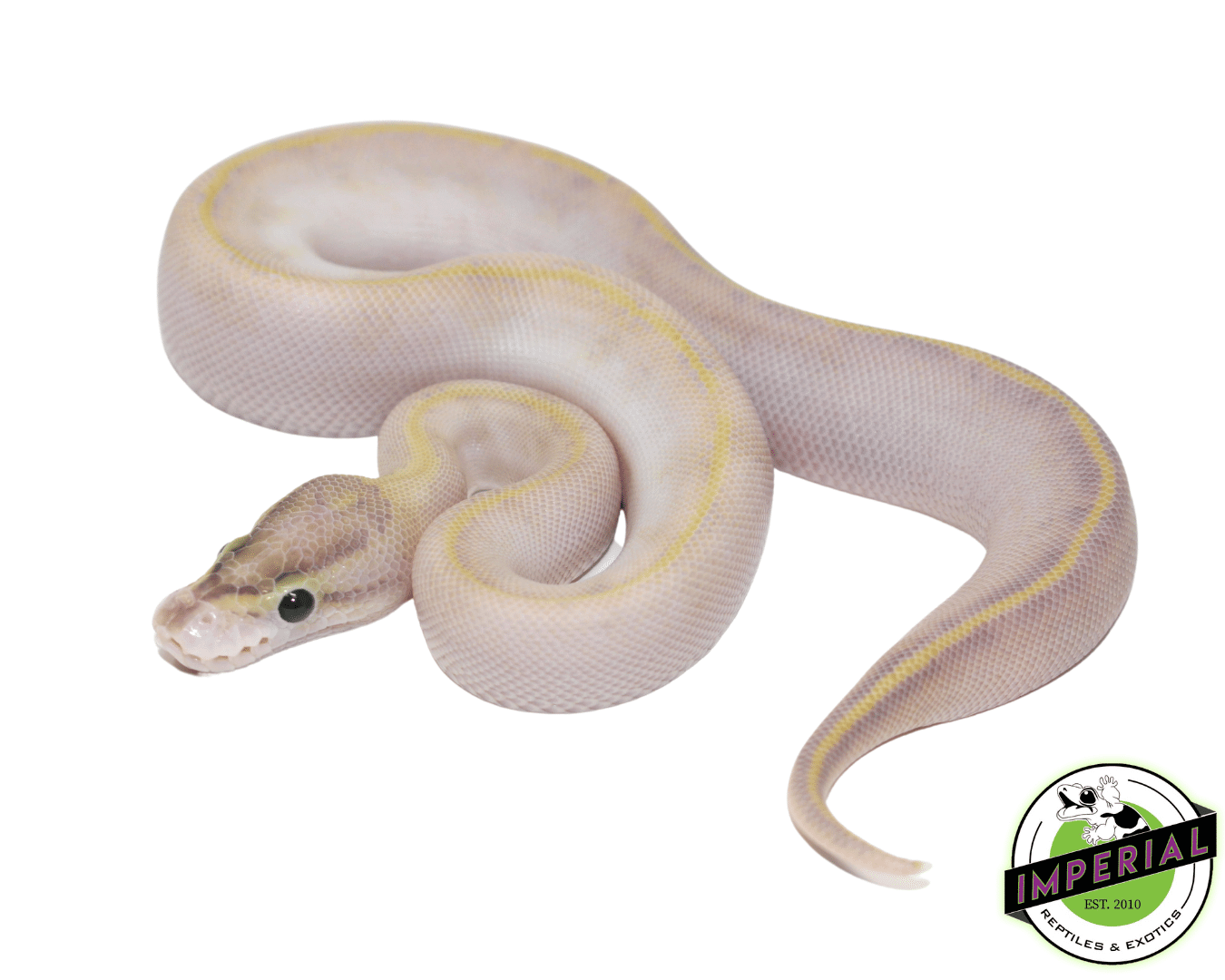 Ivory Ball Python — image 2