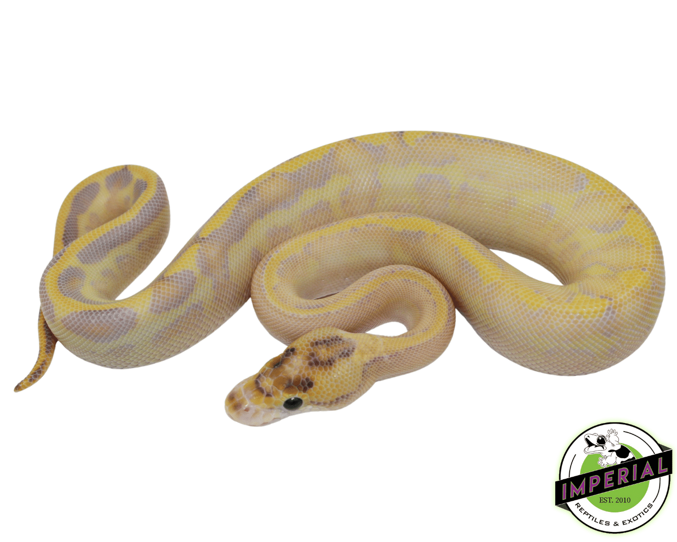 Ivory Leopard Enchi Ball Python
