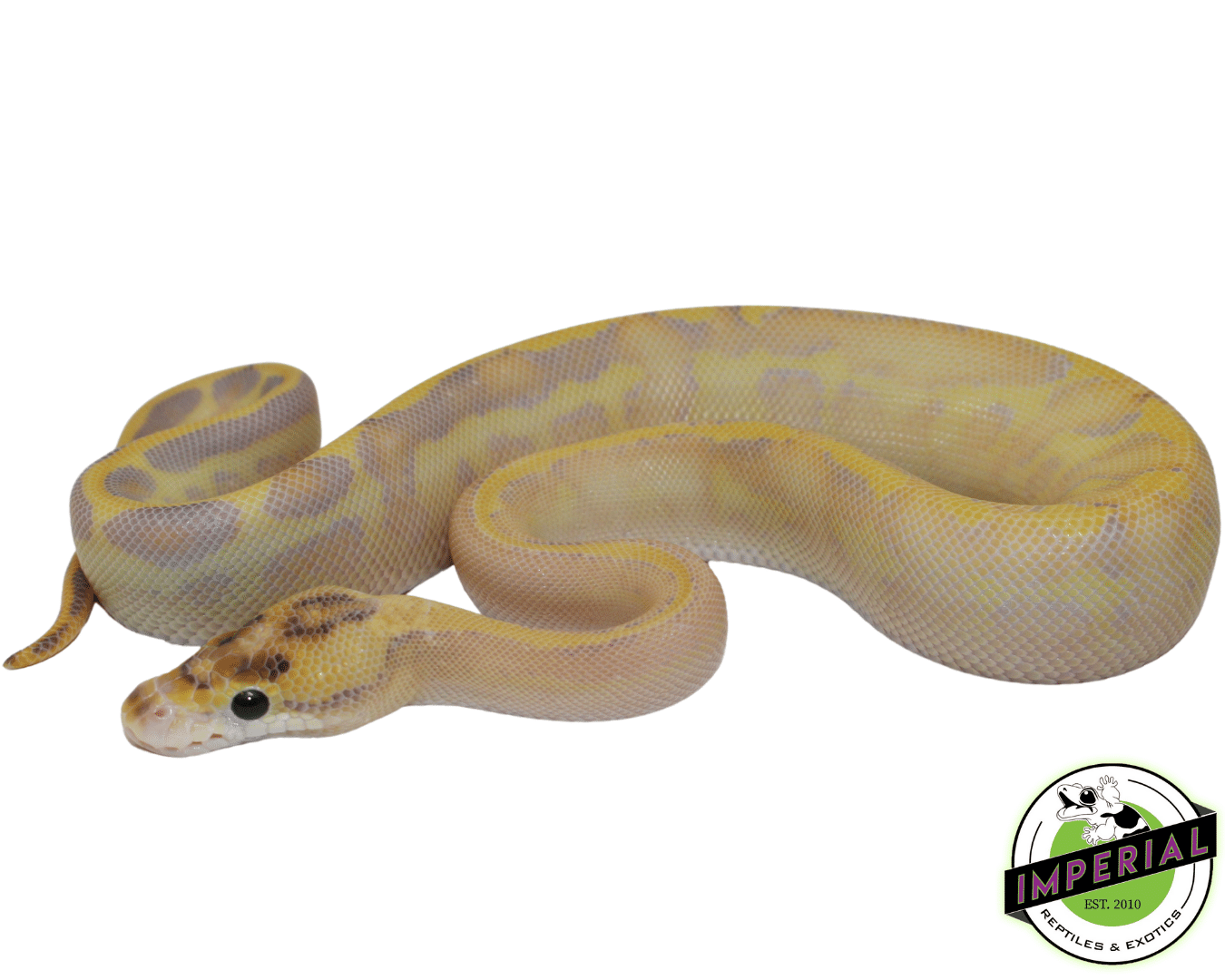 Ivory Leopard Enchi Ball Python — image 2
