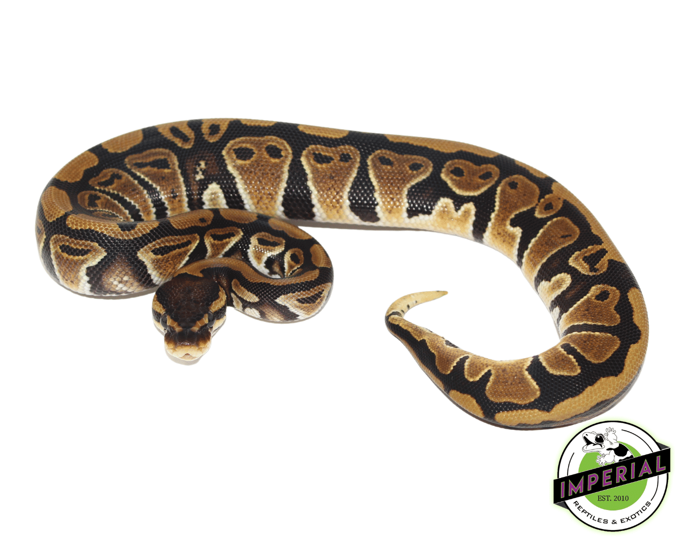 Jedi Ball Python
