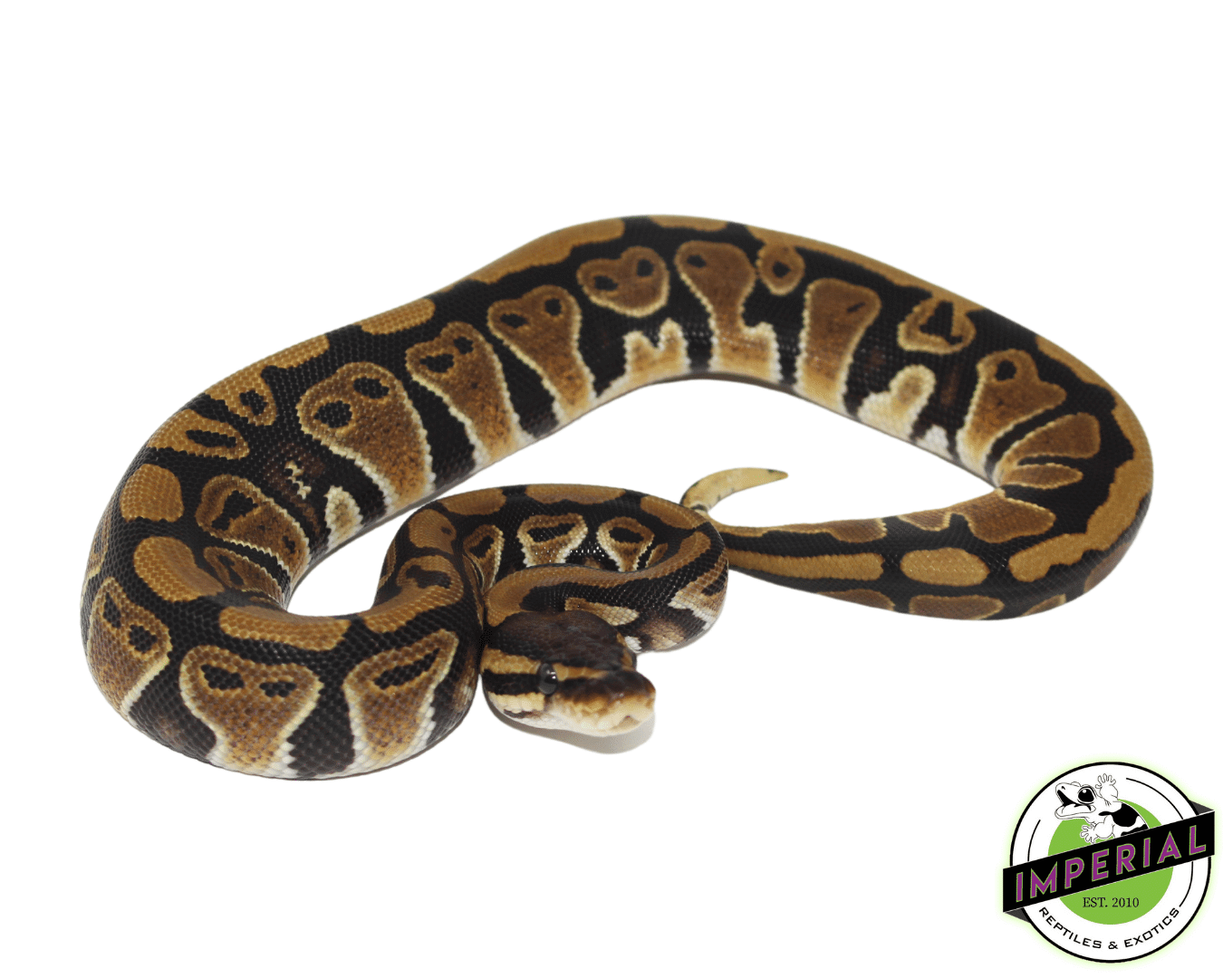 Jedi Ball Python — image 2
