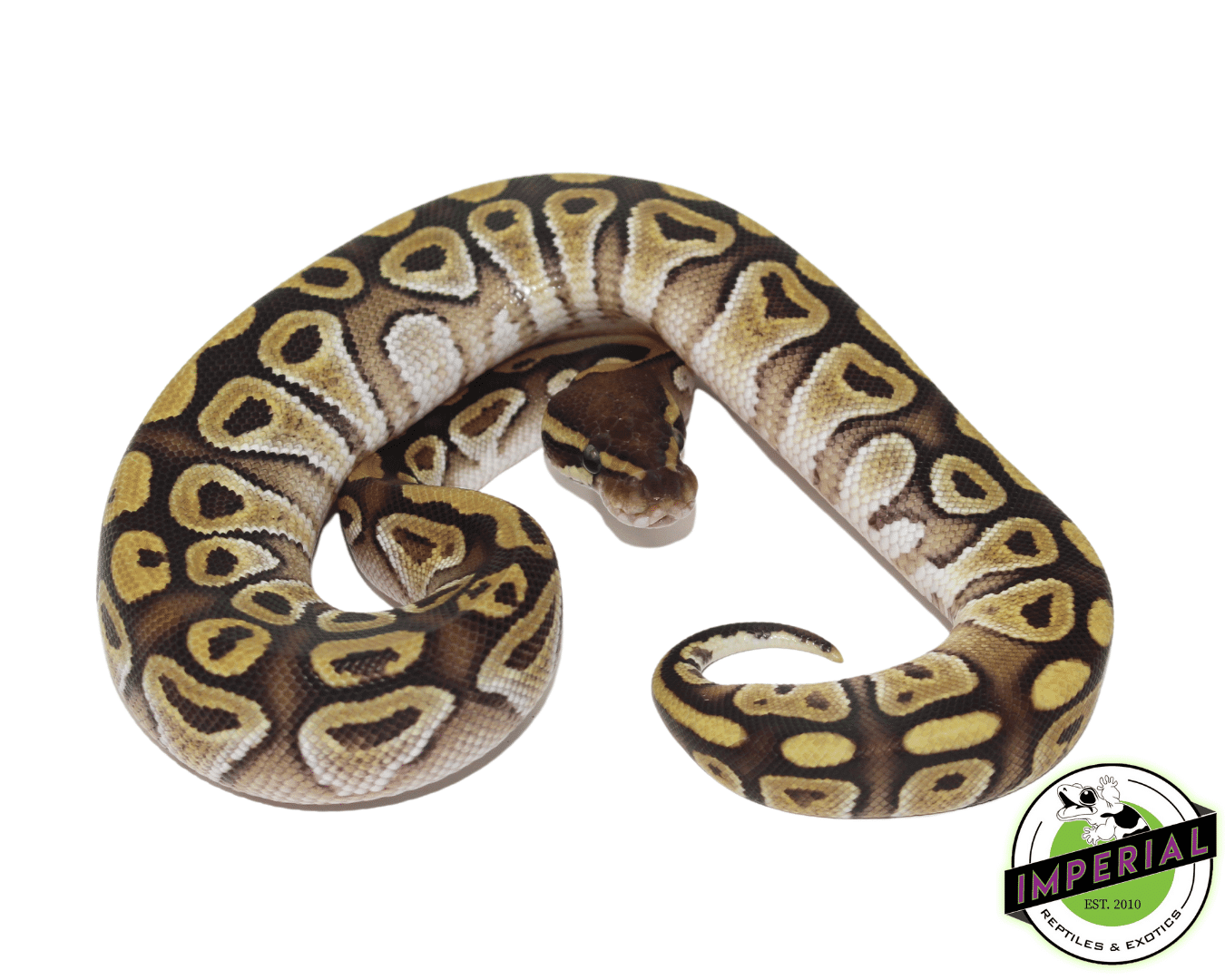 Jedi Mojave Ball Python
