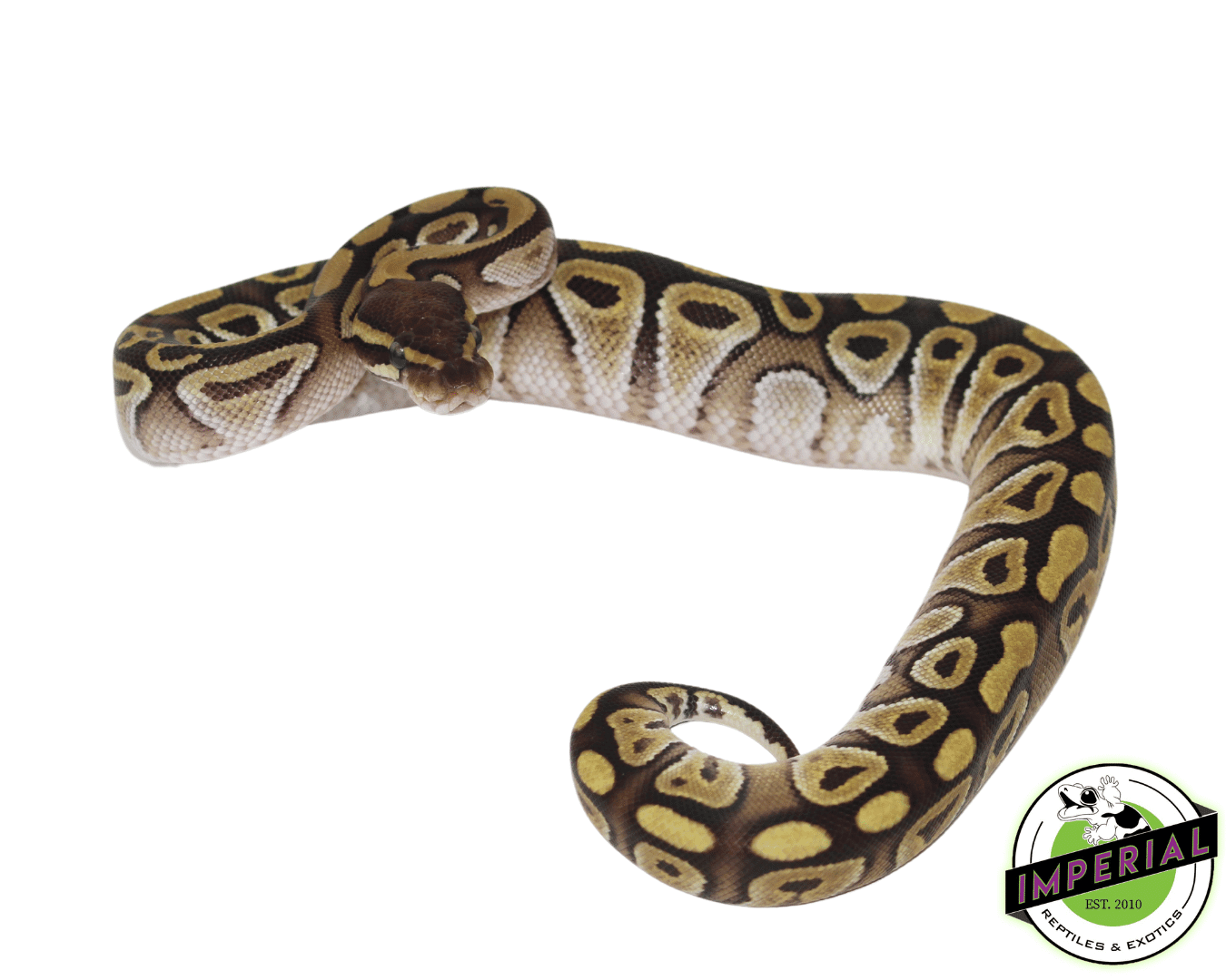 Jedi Mojave Ball Python — image 2