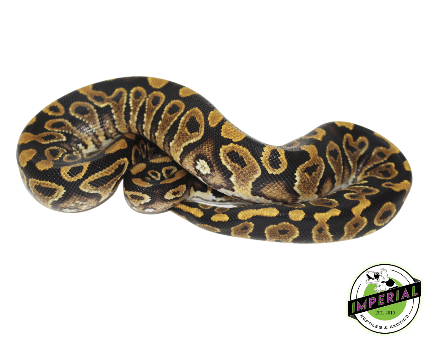 Jedi Yellowbelly Ball Python — image 2