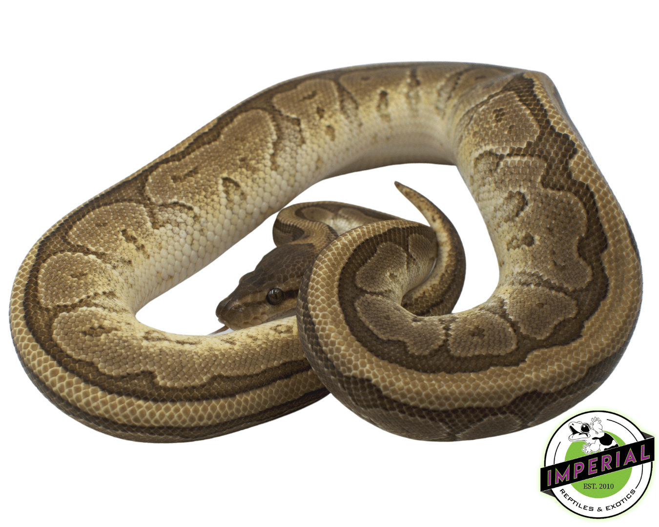Jigsaw Ball Python Adult — image 2